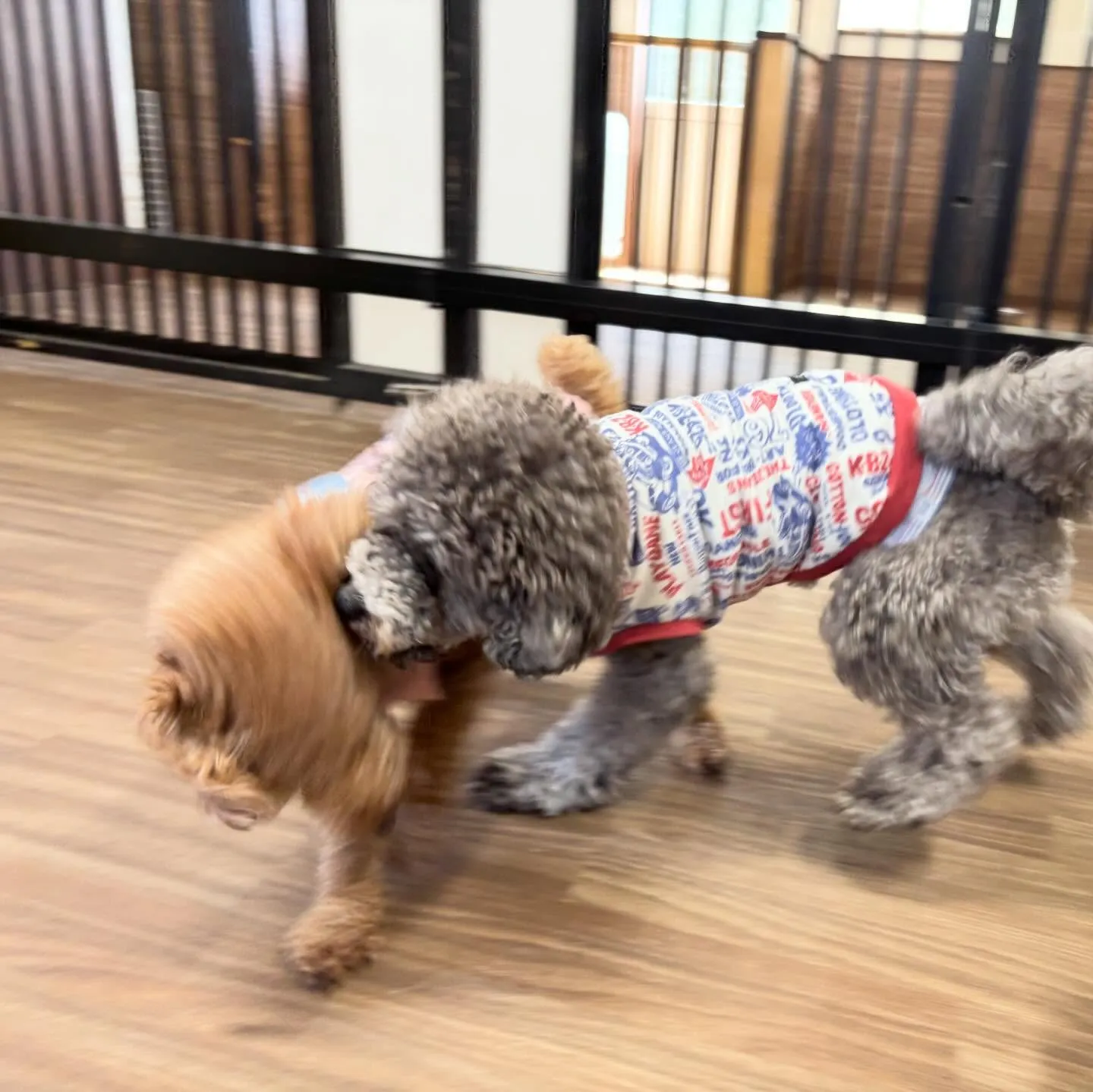 入会してくれたグクくんとヴィヴィくんです🌟