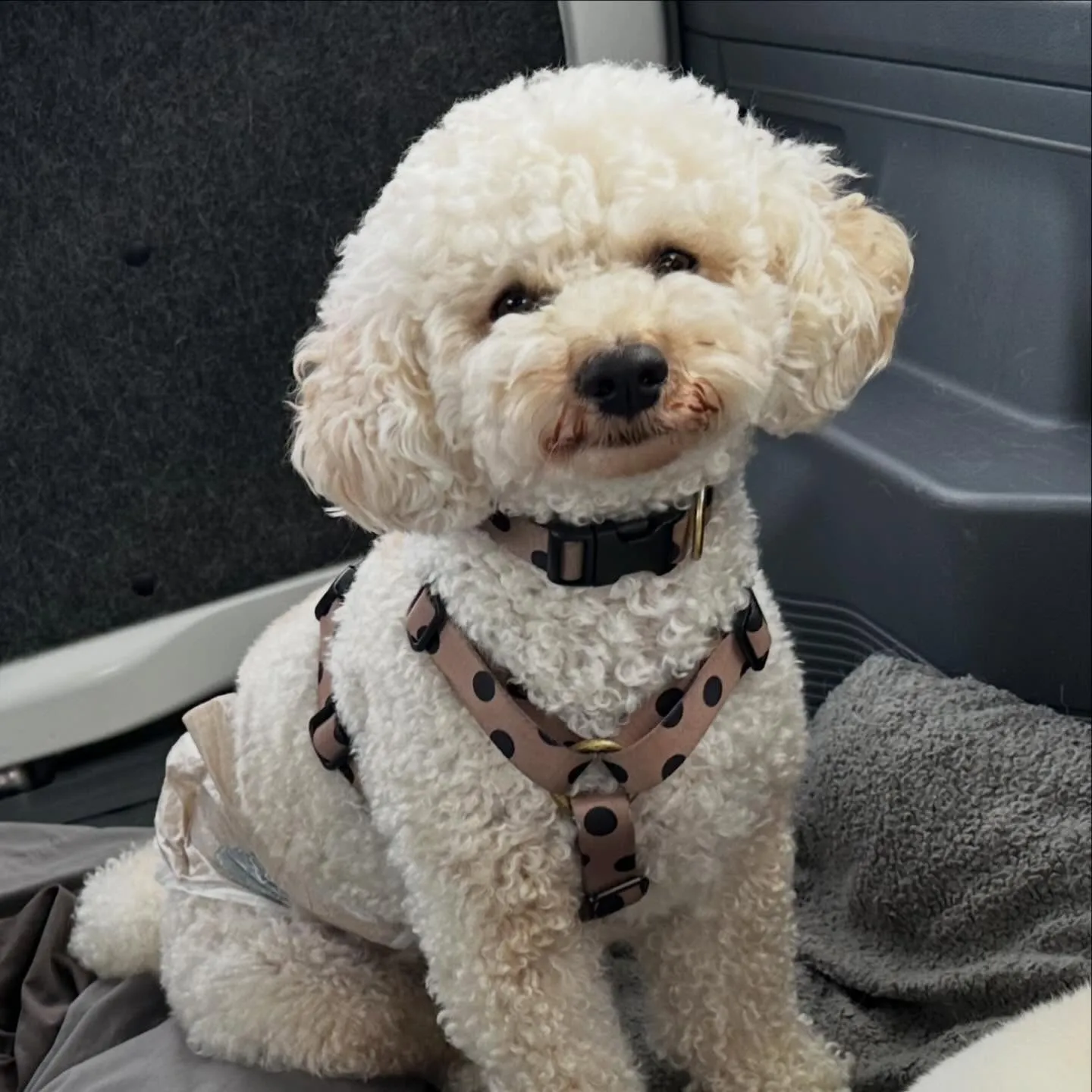 入会してくれたグクくんとヴィヴィくんです🌟