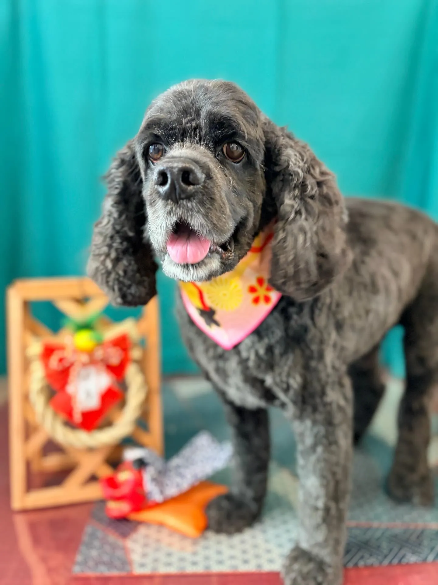 トリミングのセットメニューをご利用頂いたわんこたち✂️