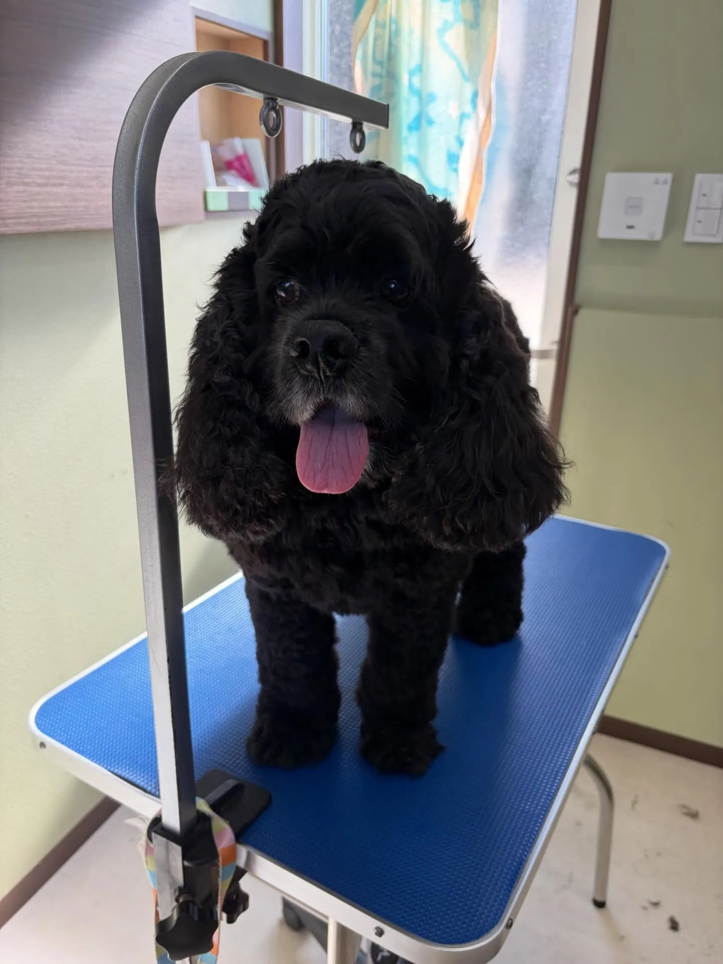 トリミングのセットメニューをご利用頂いたわんこたち✂️