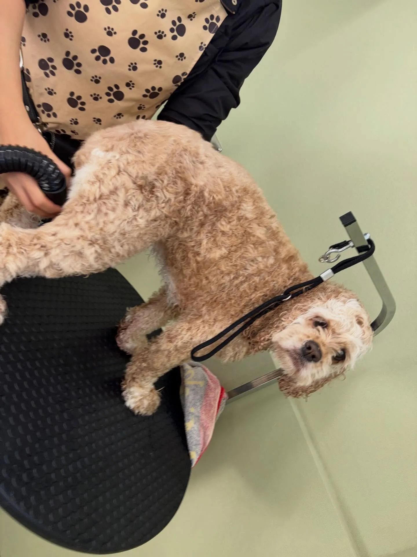 トリミングのセットメニューをご利用頂いたわんこたち✂️