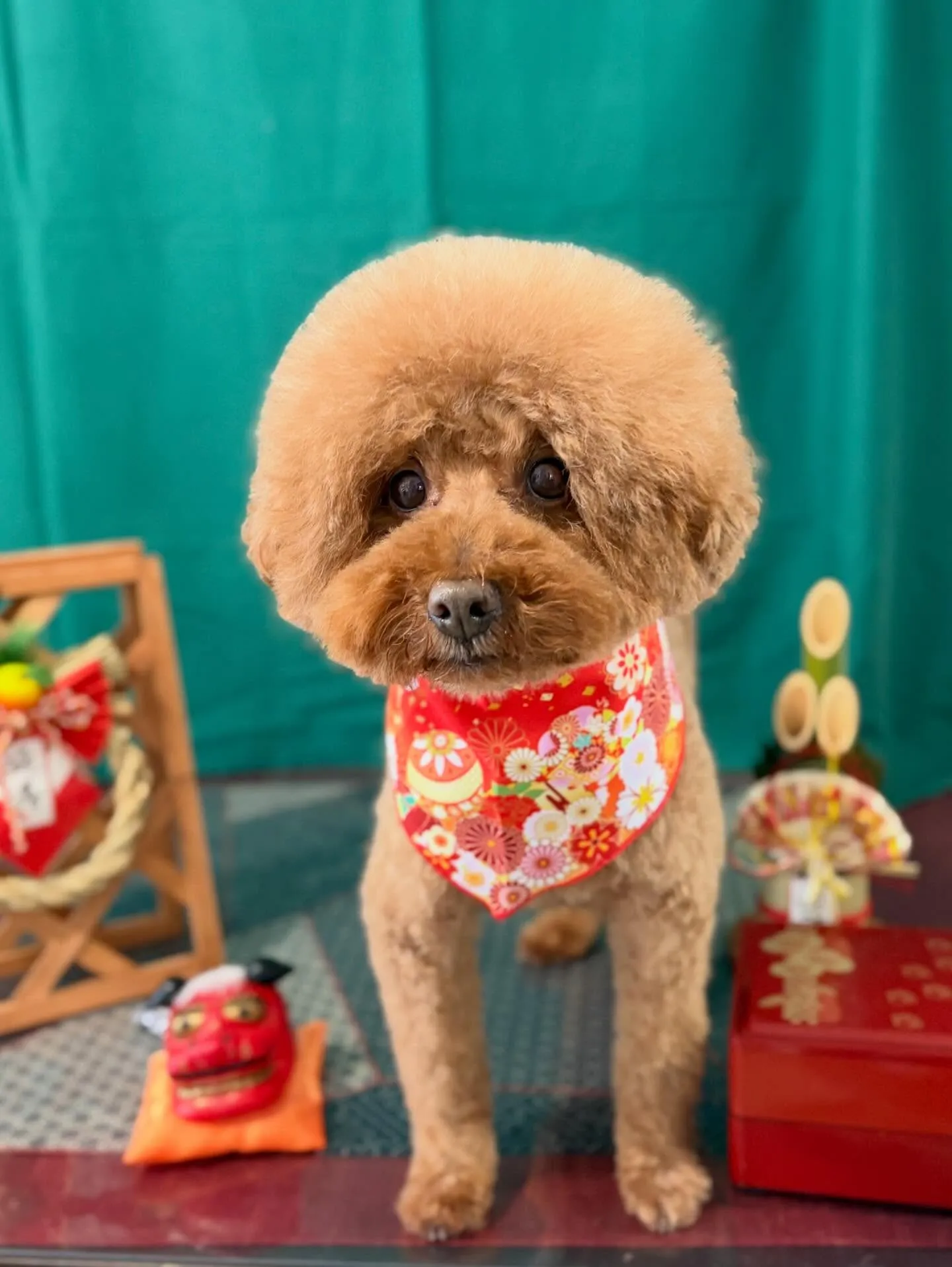 トリミングのセットメニューをご利用頂いたわんこたち✂️