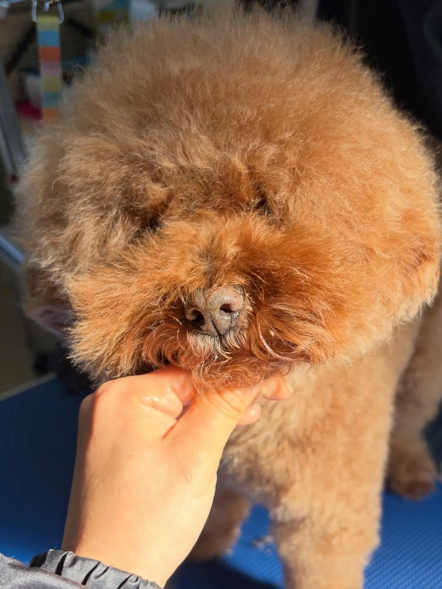 トリミングのセットメニューをご利用頂いたわんこたち✂️