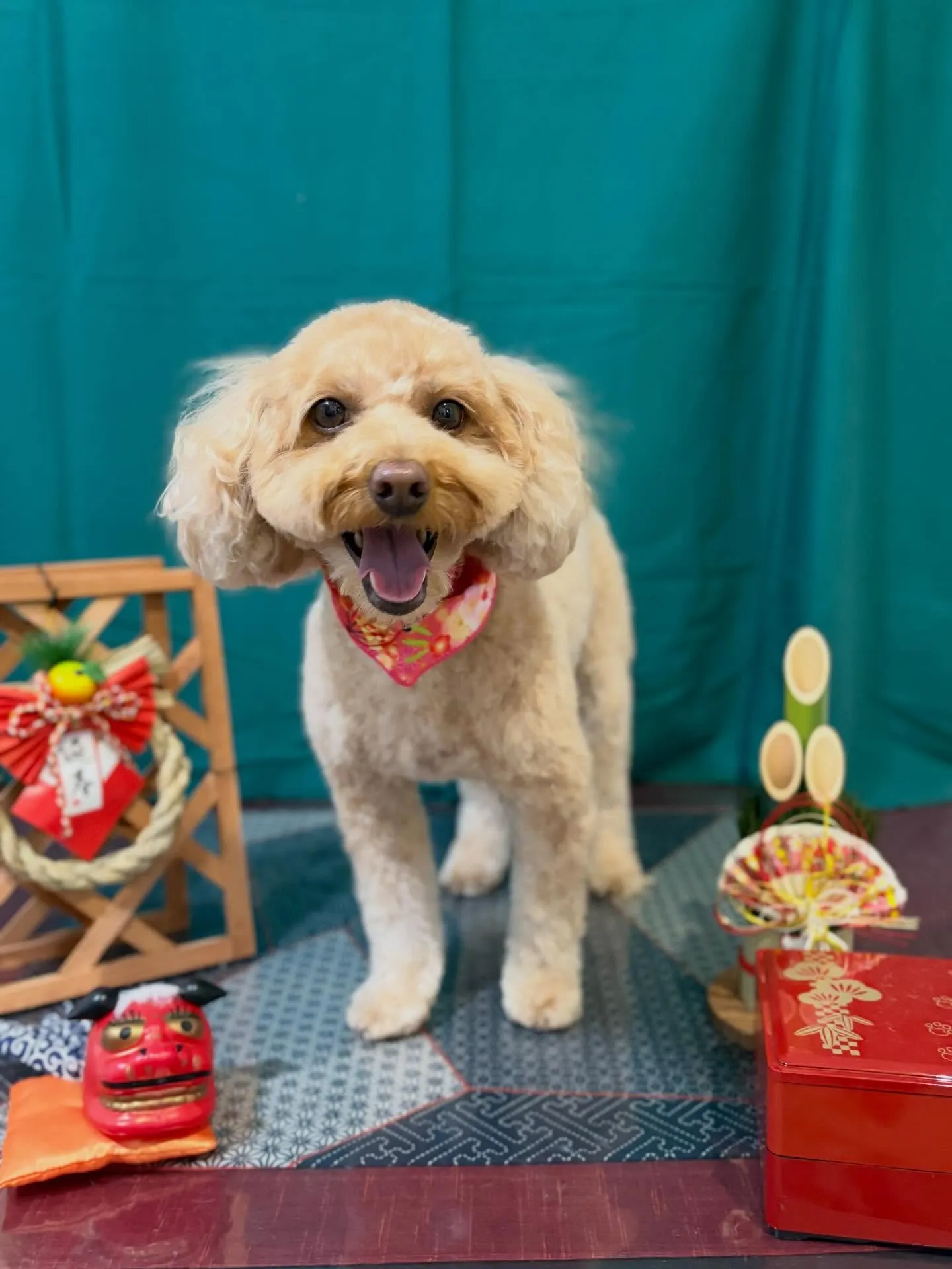 トリミングのセットメニューをご利用頂いたわんこたち✂️