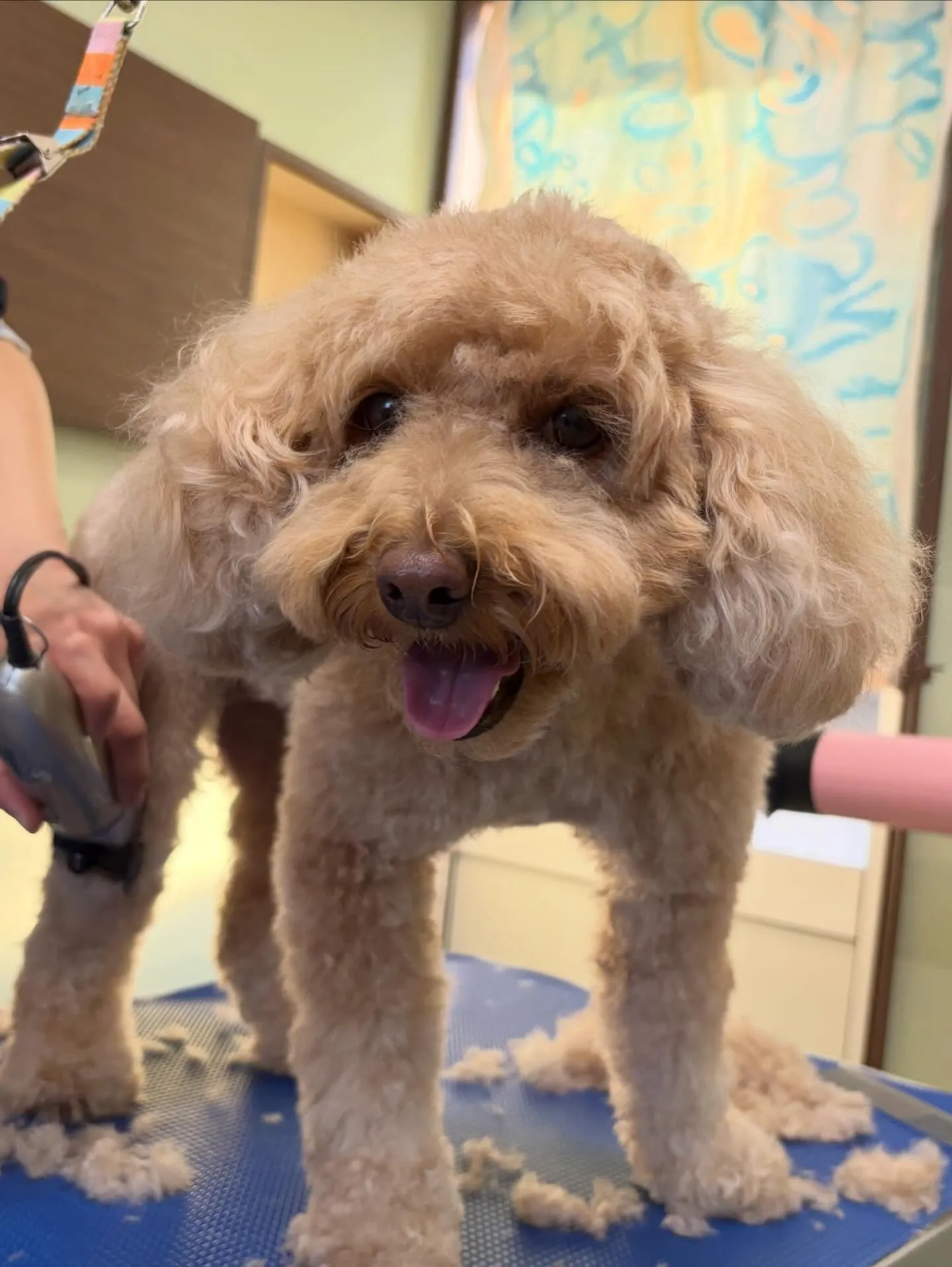 トリミングのセットメニューをご利用頂いたわんこたち✂️