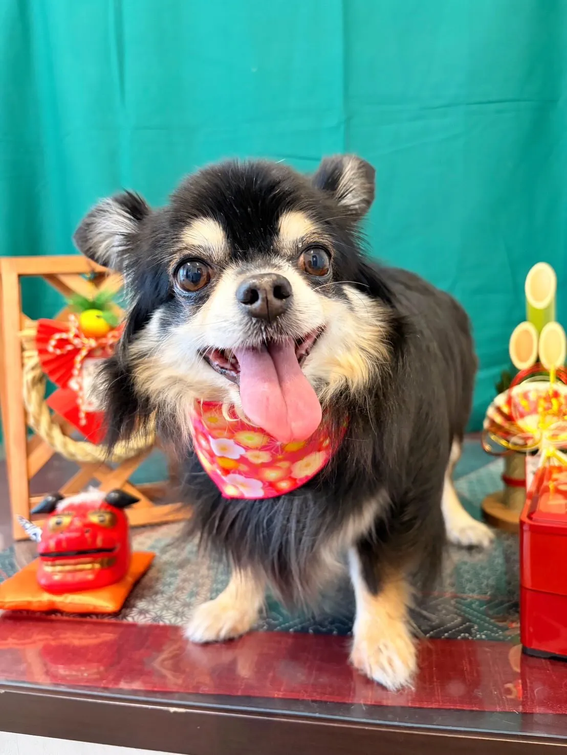 トリミングのセットメニューをご利用頂いたわんこたち✂️