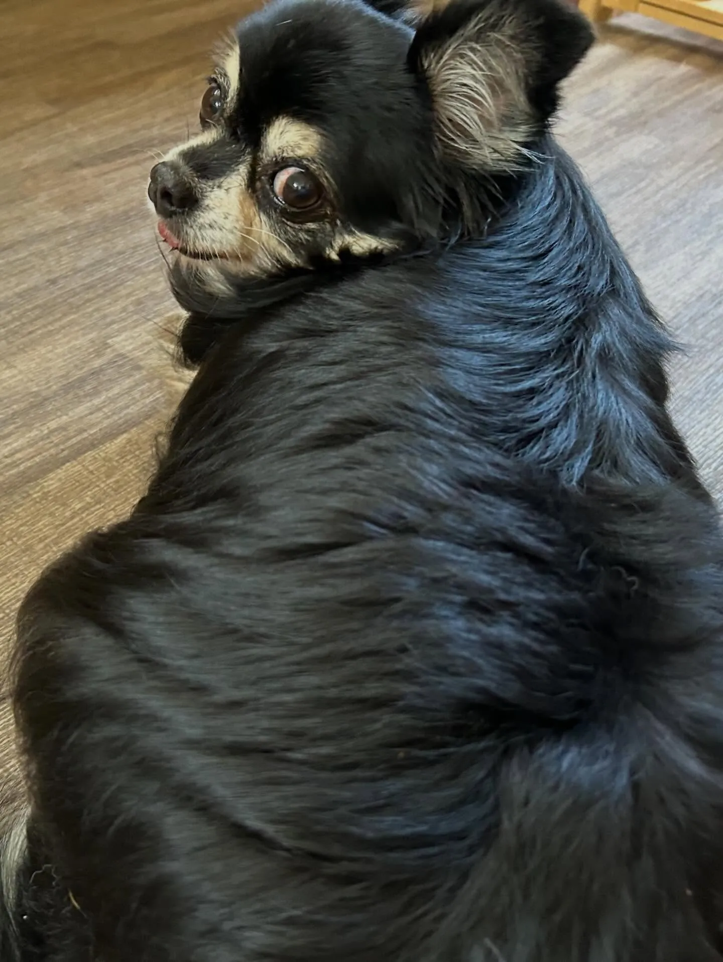 トリミングのセットメニューをご利用頂いたわんこたち✂️