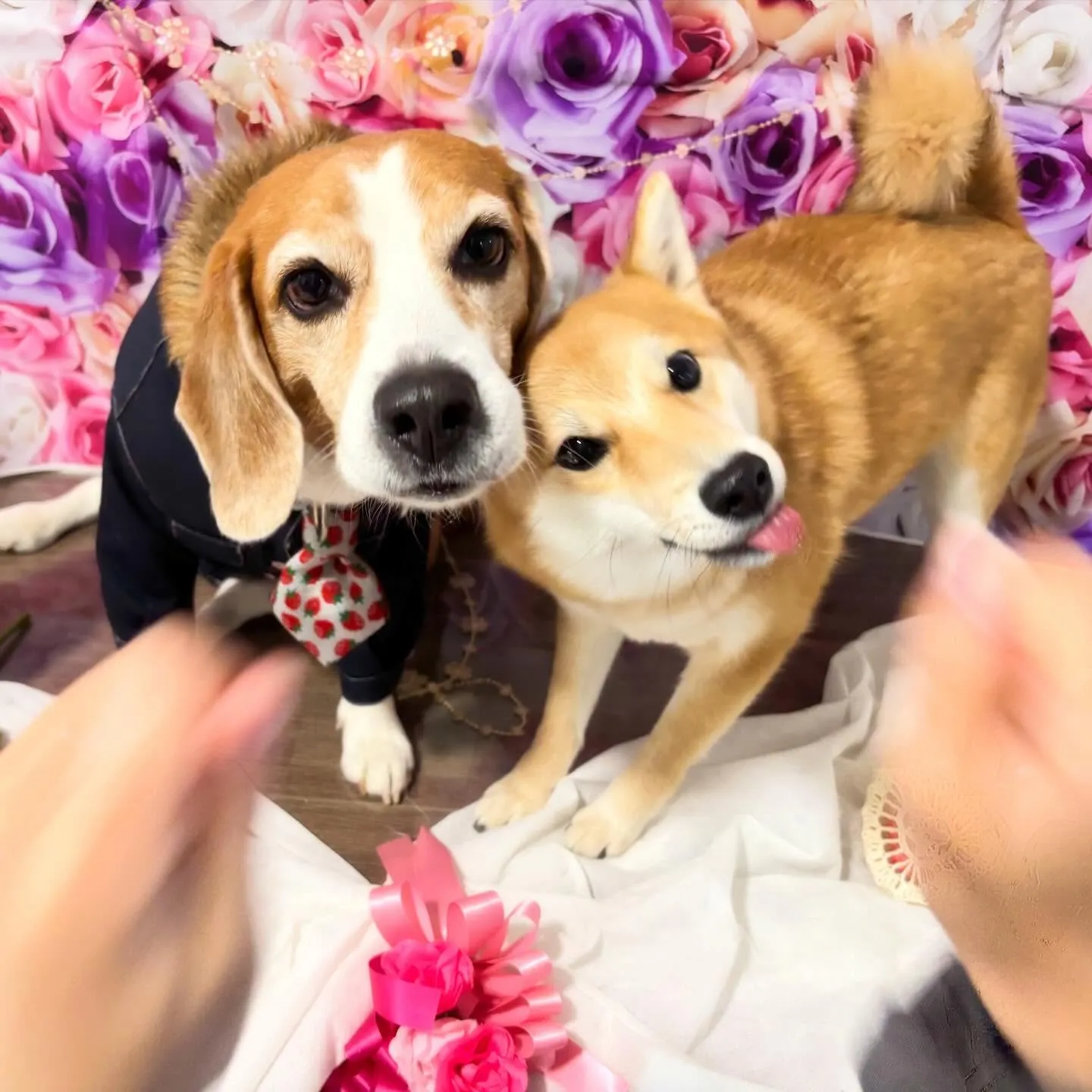 【バレンタインイベント予約受付開始】