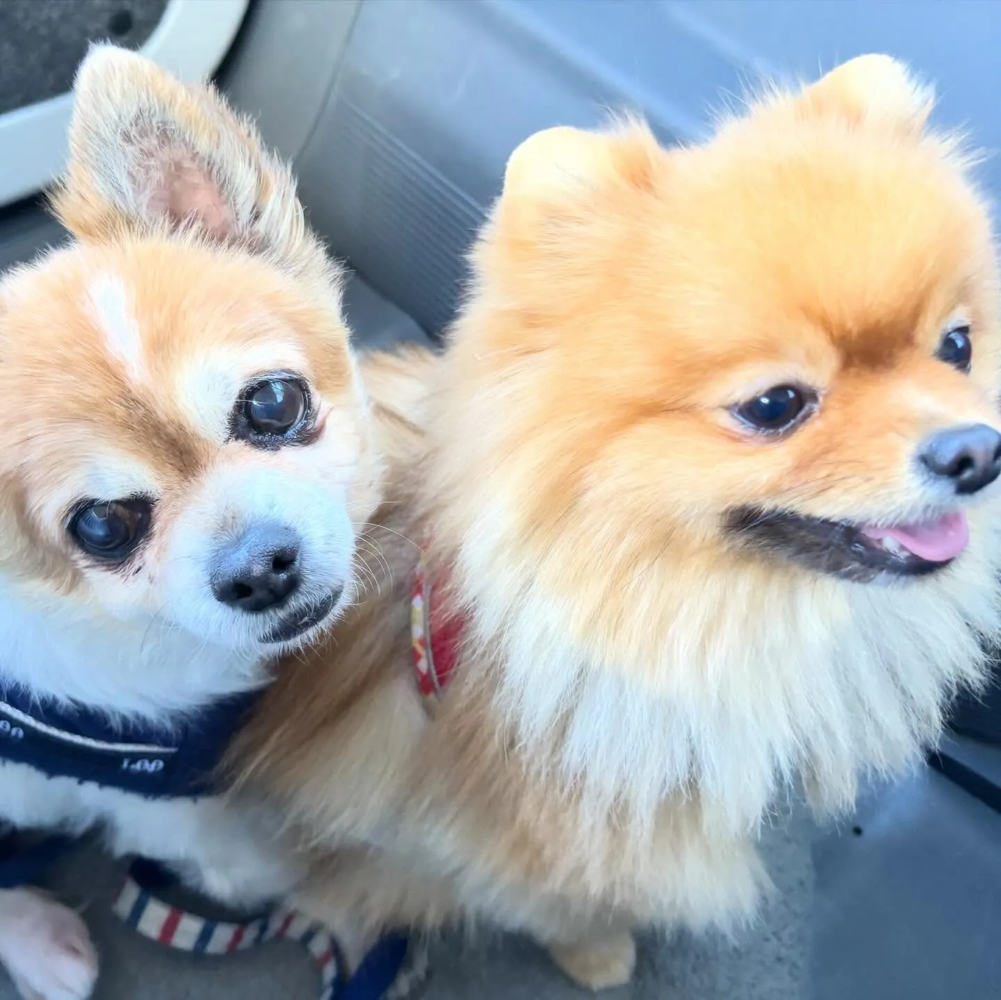 【バレンタインイベント予約受付開始】