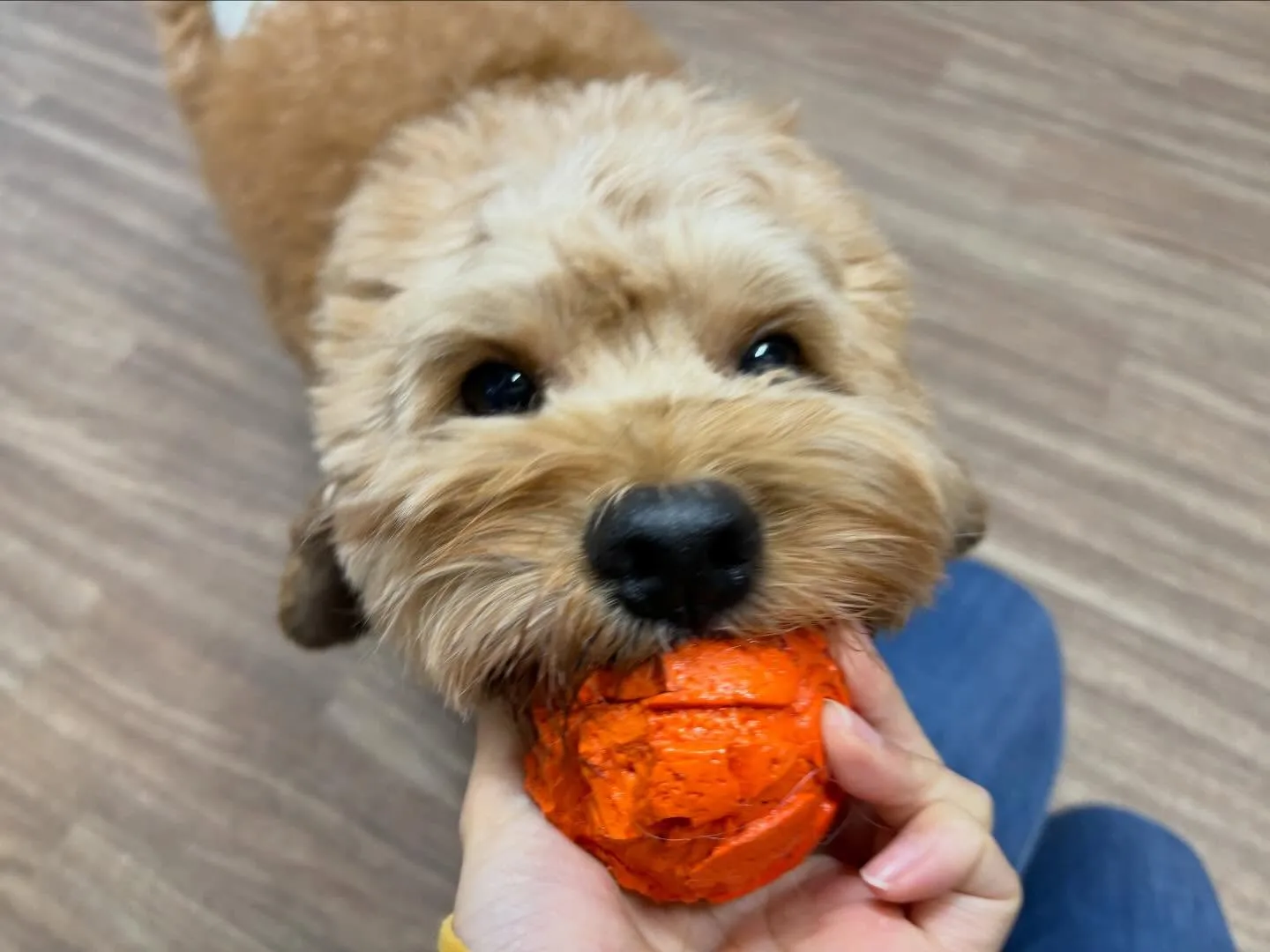 【バレンタインイベント 予約受付終了のお知らせ】