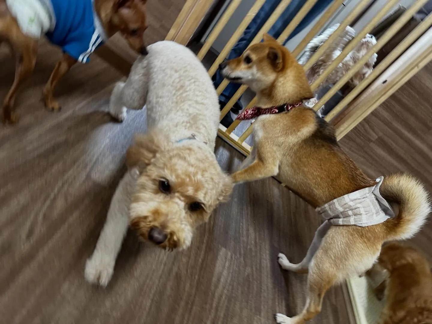 【バレンタインイベント 予約受付終了のお知らせ】