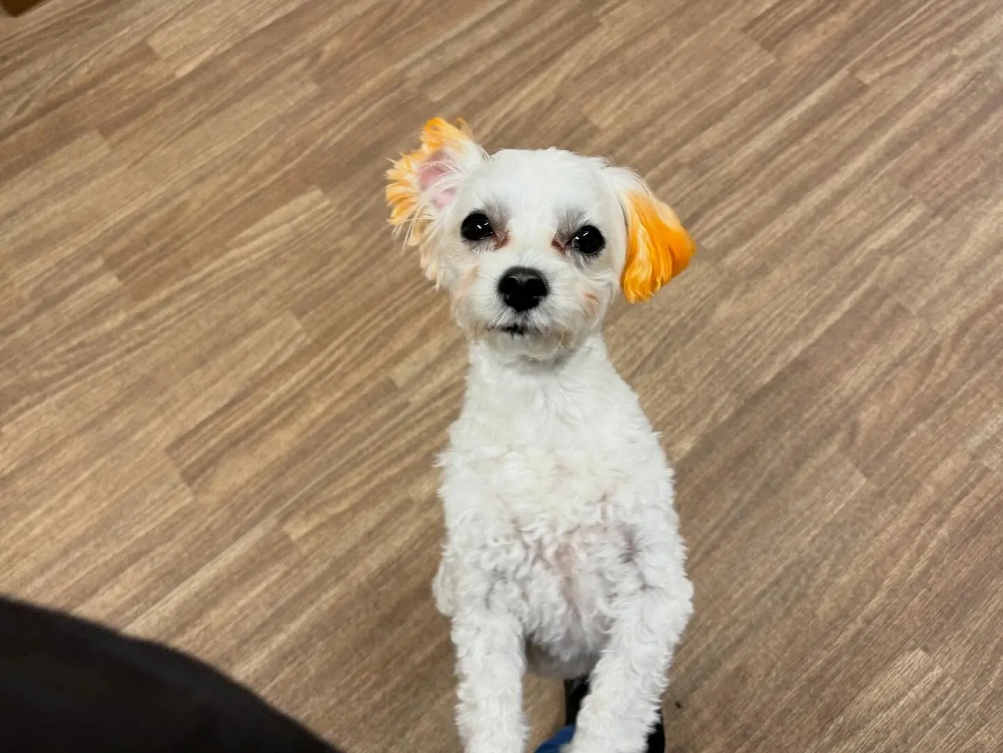 【バレンタインイベント 予約受付終了のお知らせ】