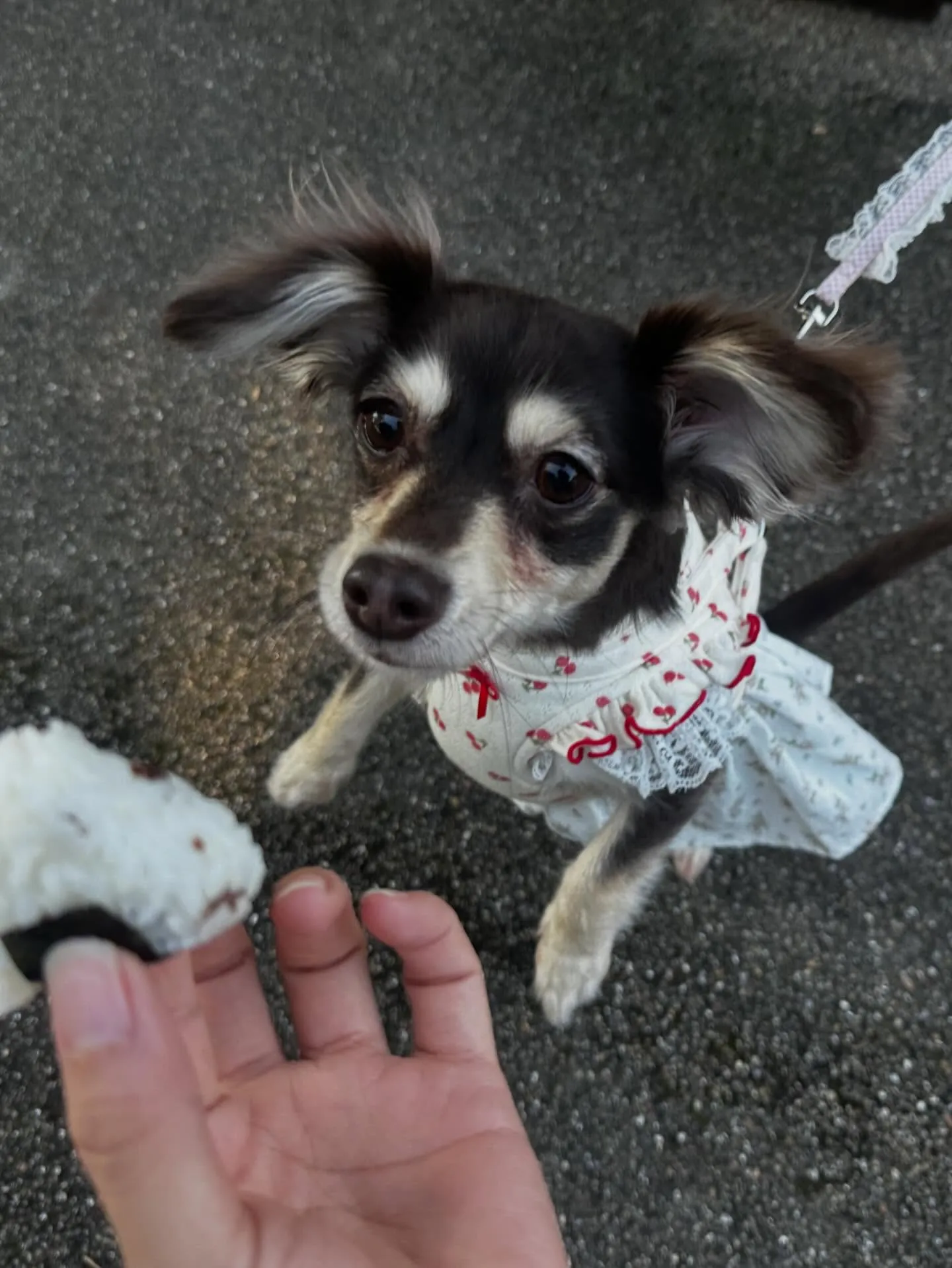 トリミングのセットメニューをご利用頂いたわんこたちです🐾