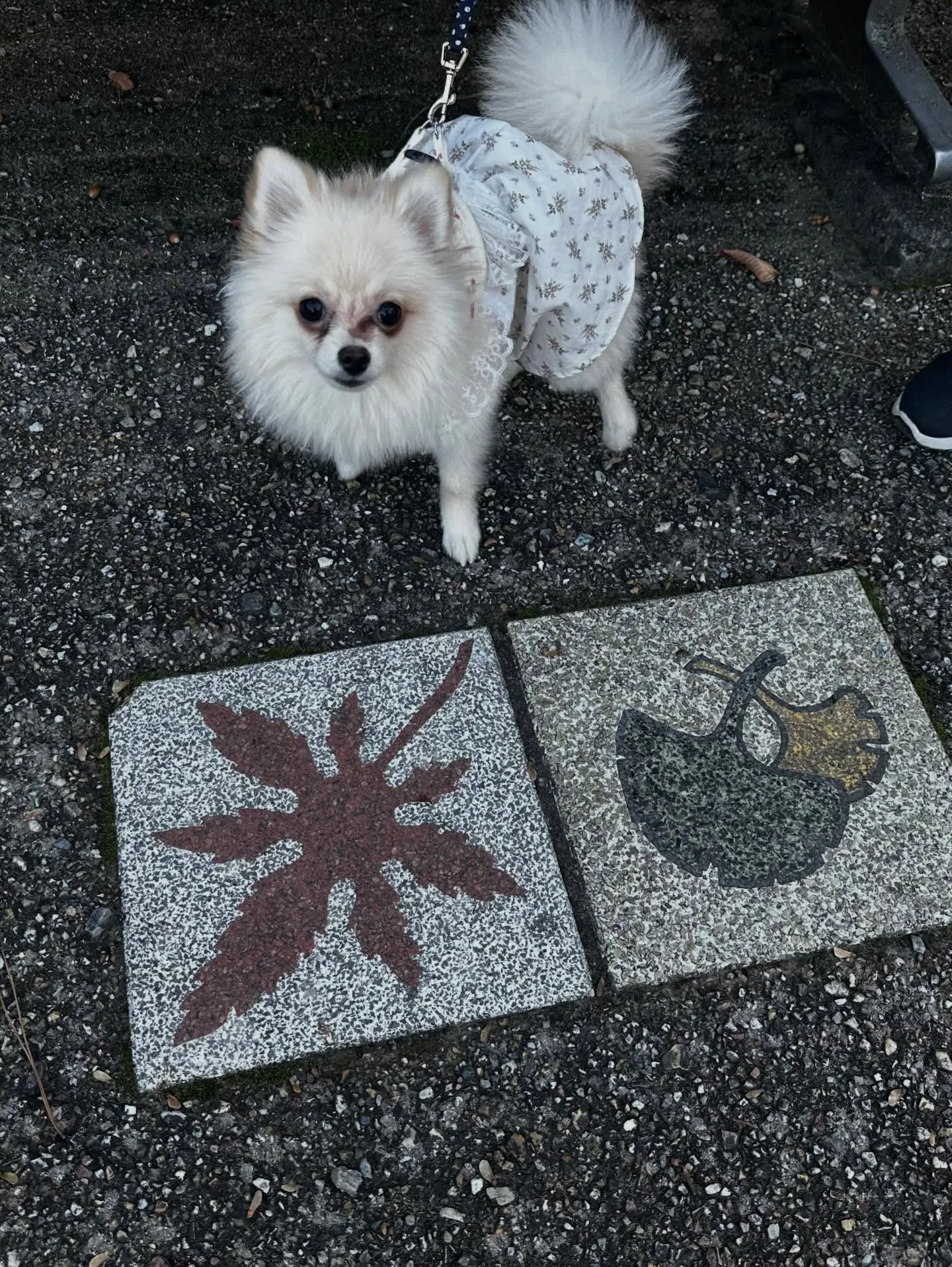 トリミングのセットメニューをご利用頂いたわんこたちです🐾
