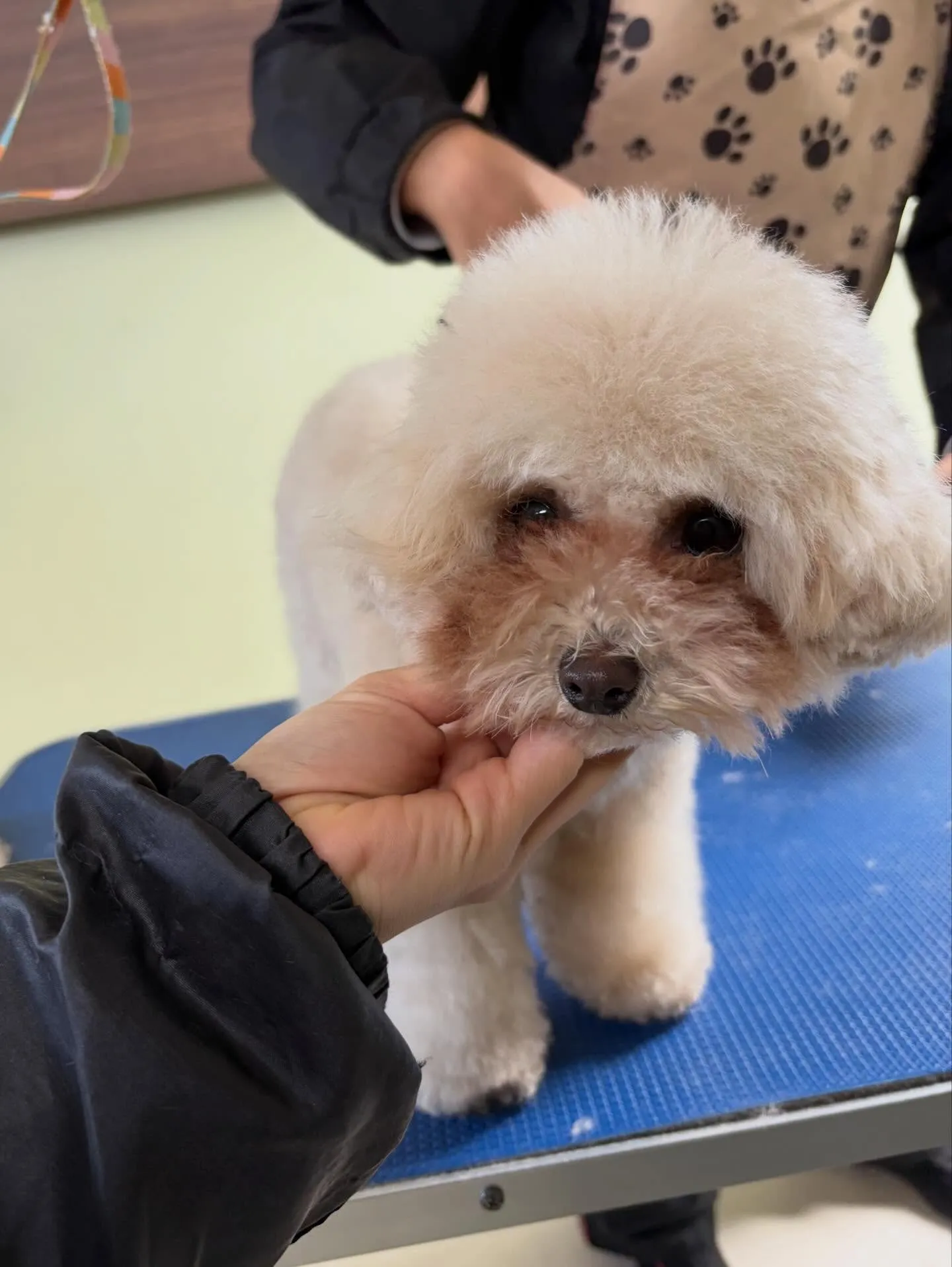 トリミングのセットメニューをご利用頂いたわんこたちです🐾
