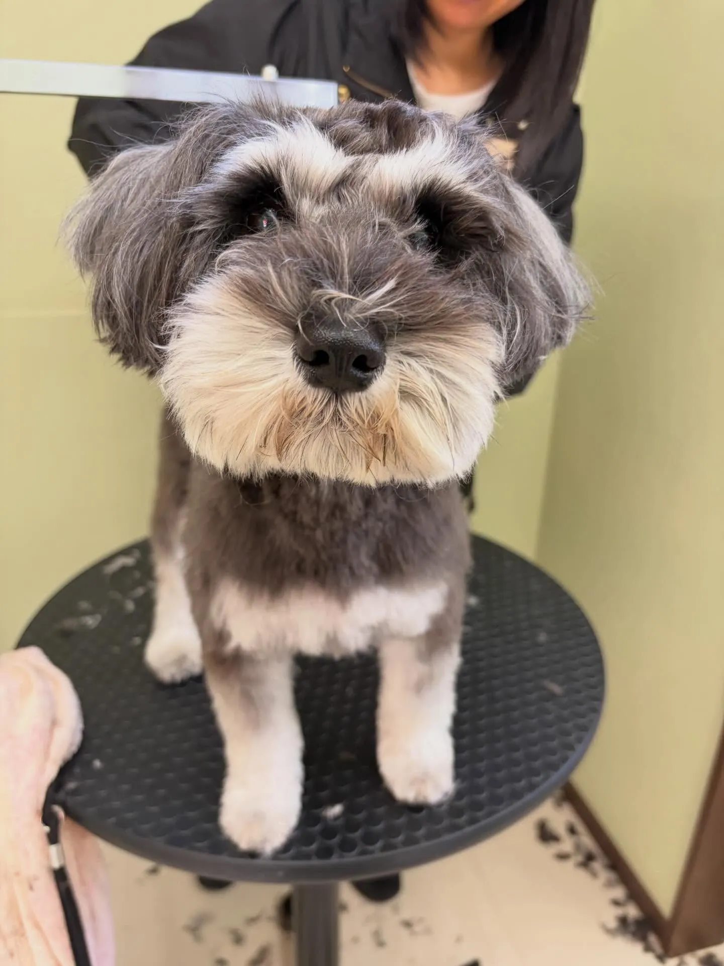 トリミングのセットメニューをご利用頂いたわんこたちです🐾