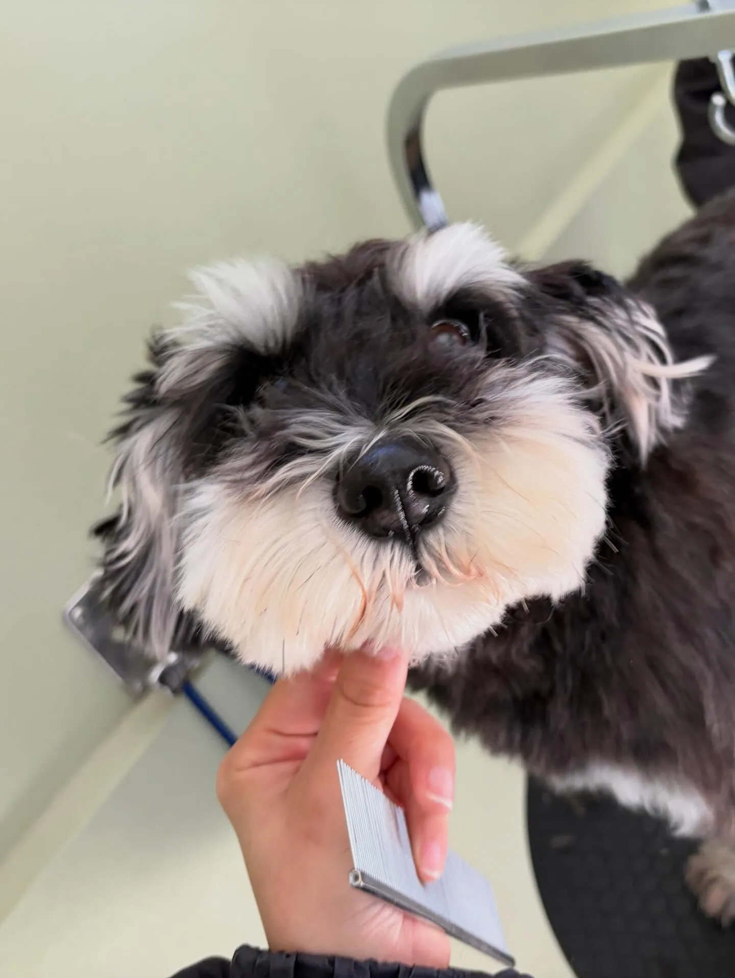 トリミングのセットメニューをご利用頂いたわんこたちです🐾