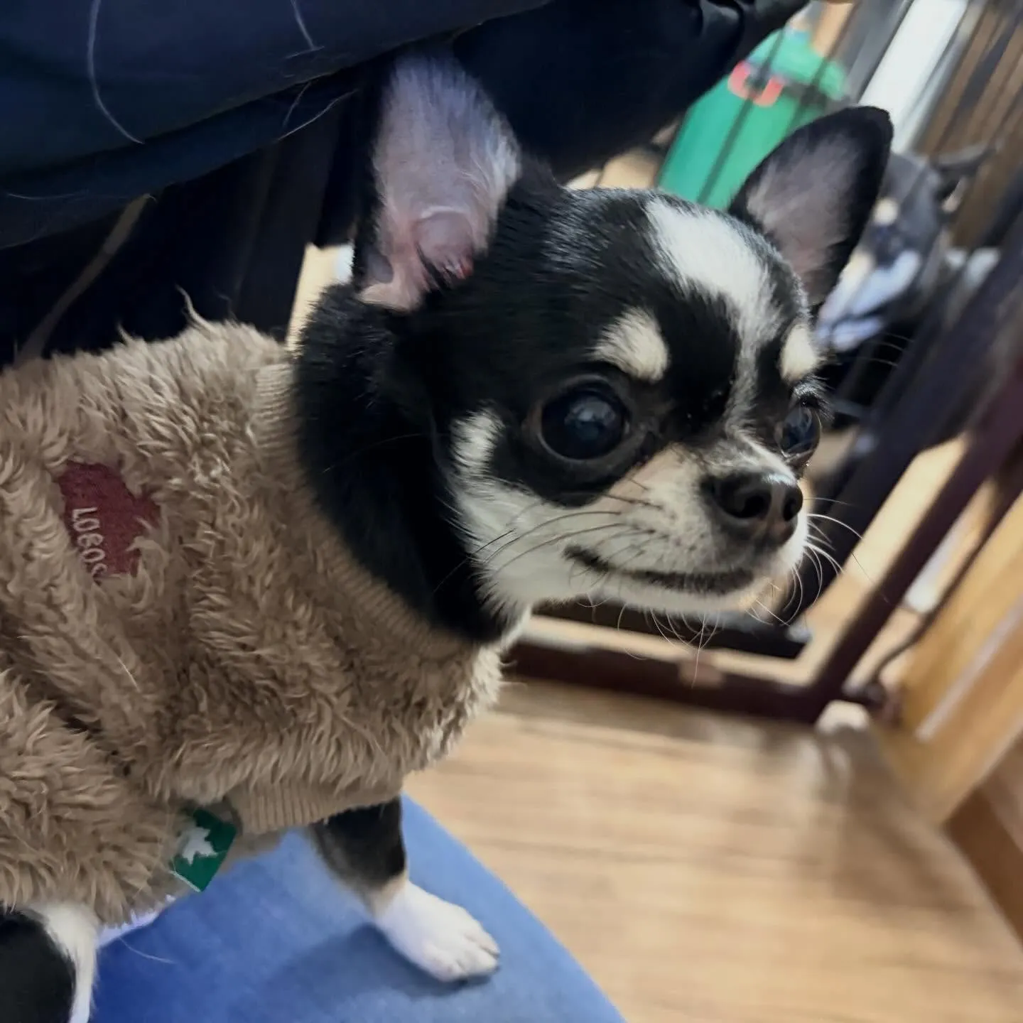 入会してくれたざらめちゃんです❣️