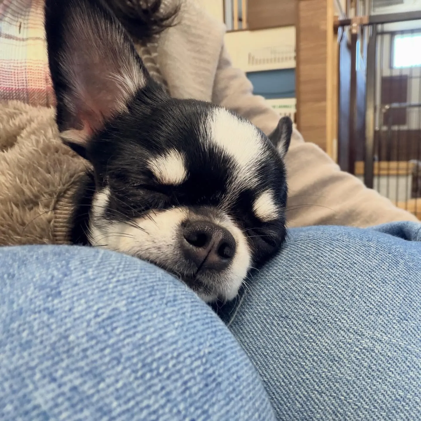 入会してくれたざらめちゃんです❣️