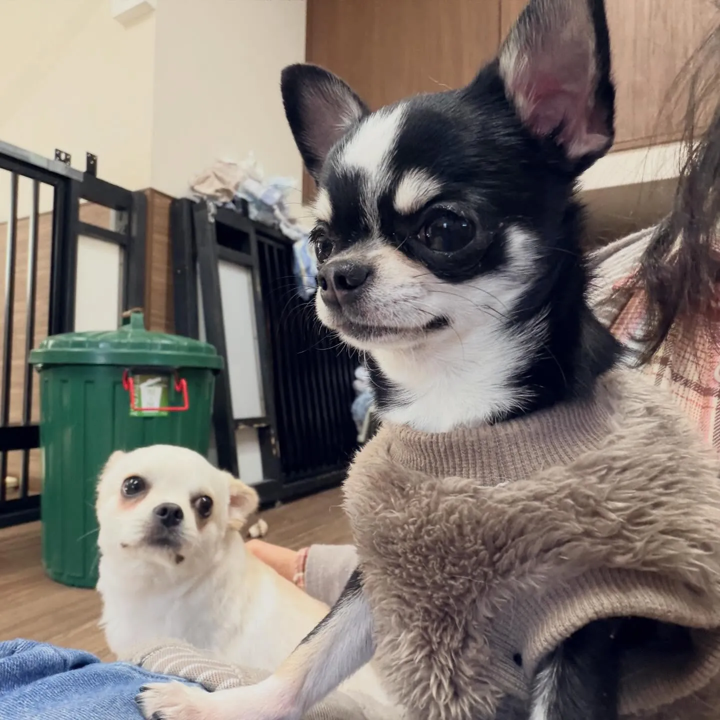 入会してくれたざらめちゃんです❣️