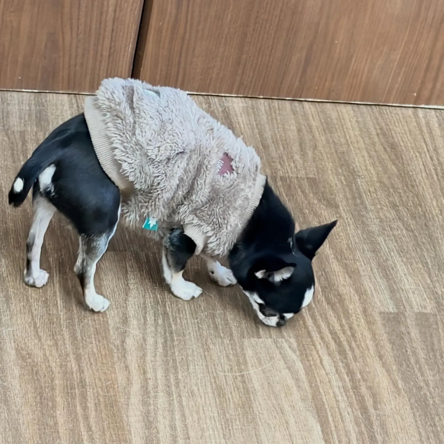 入会してくれたざらめちゃんです❣️