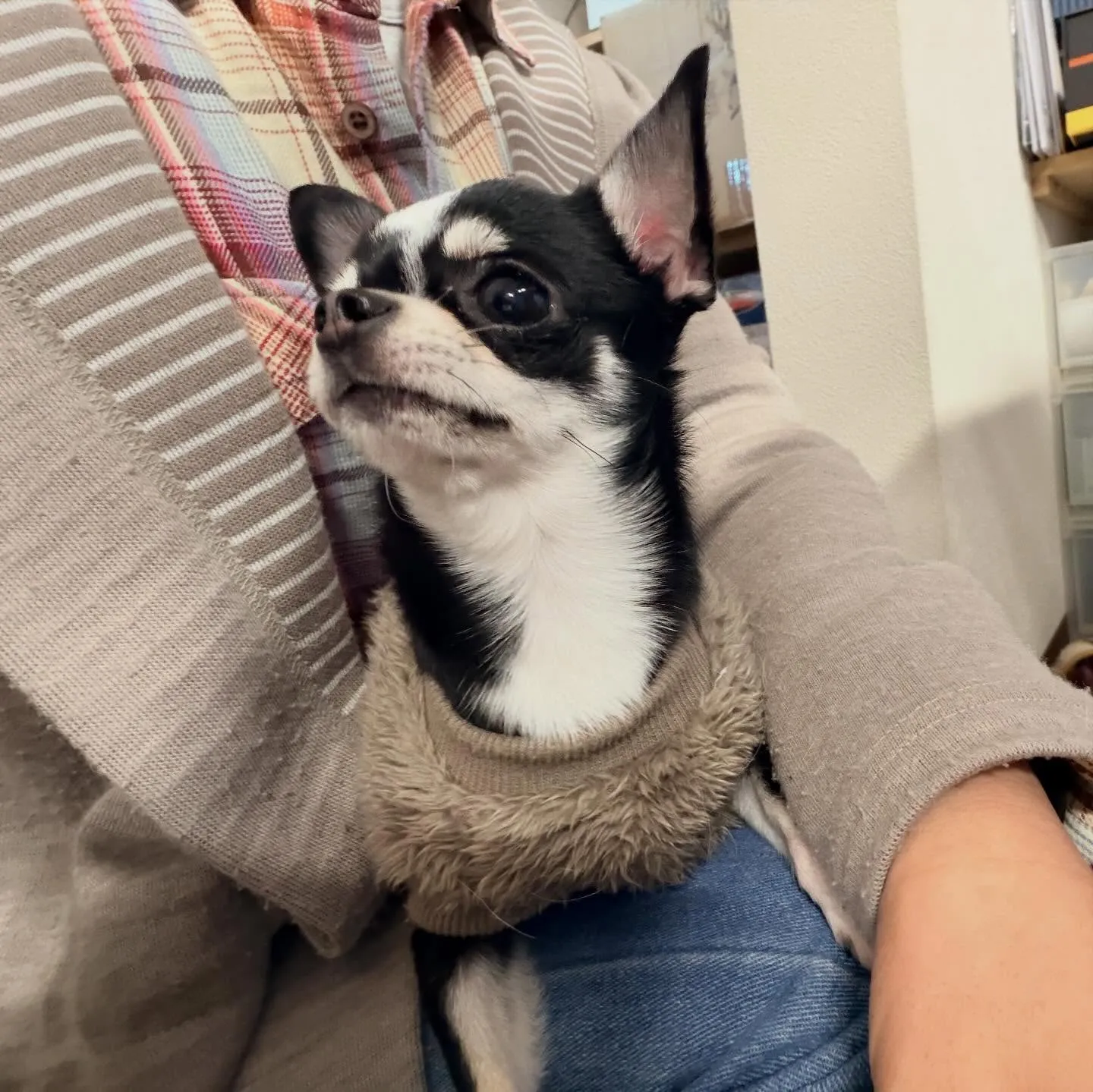 入会してくれたざらめちゃんです❣️