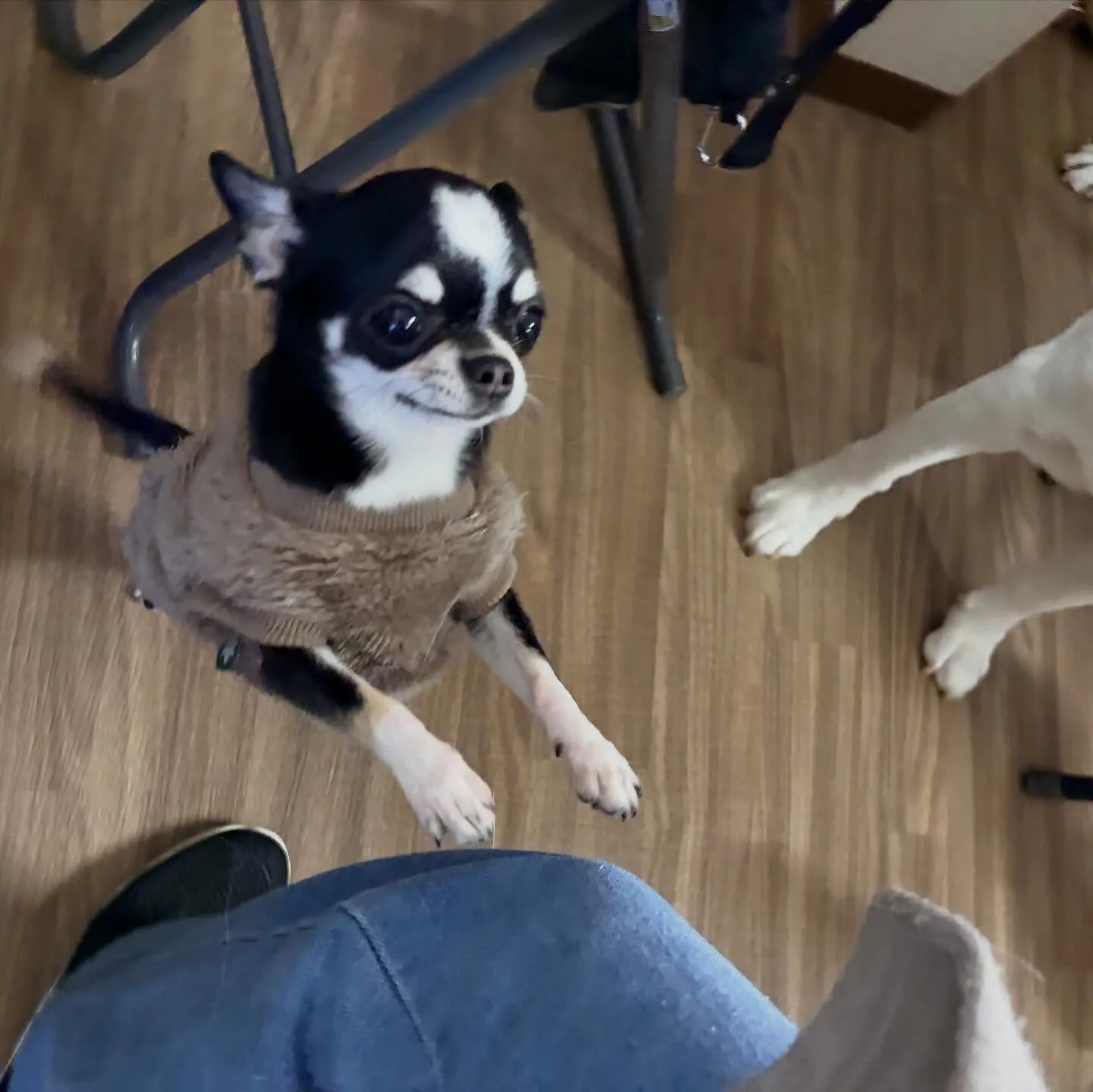 入会してくれたざらめちゃんです❣️