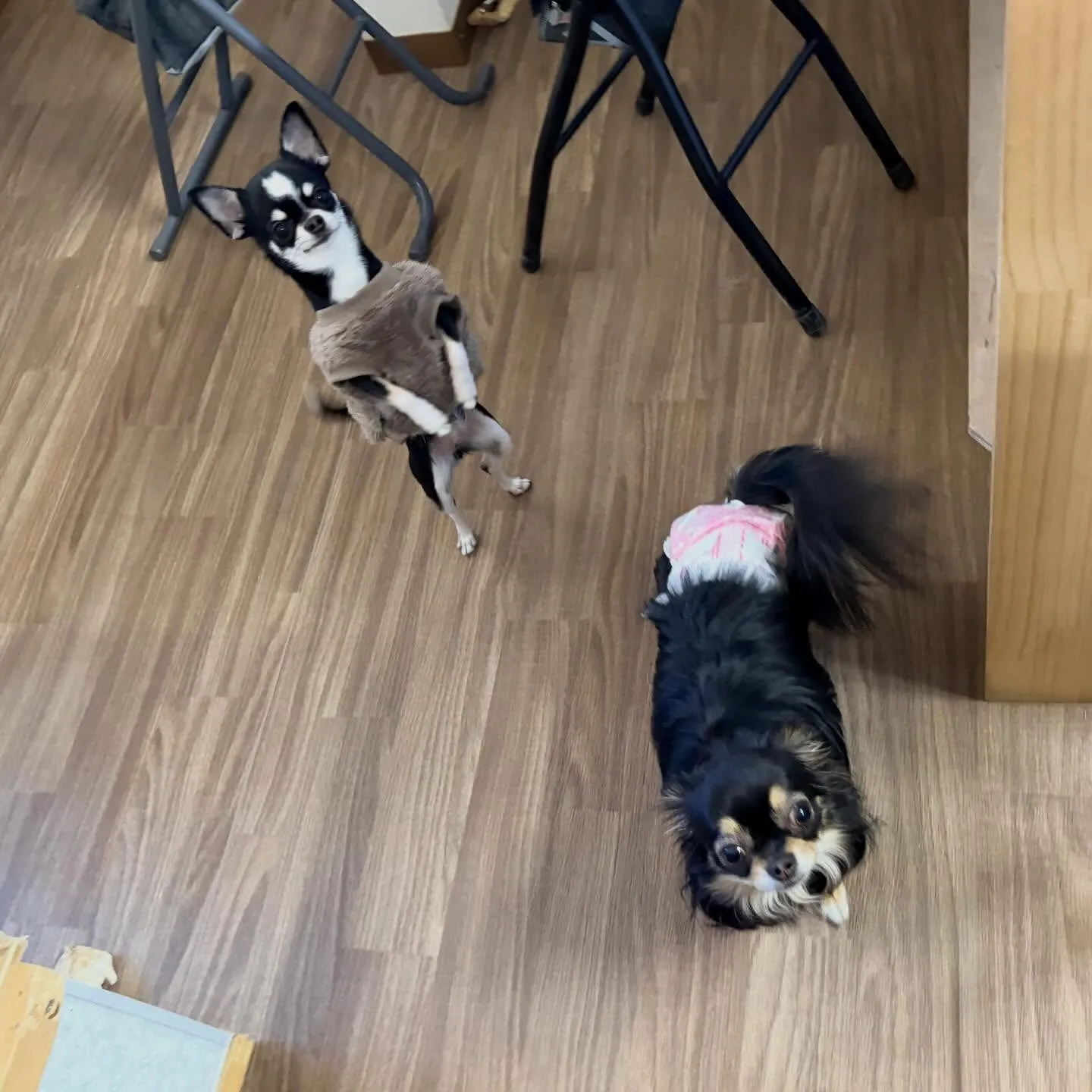 入会してくれたざらめちゃんです❣️