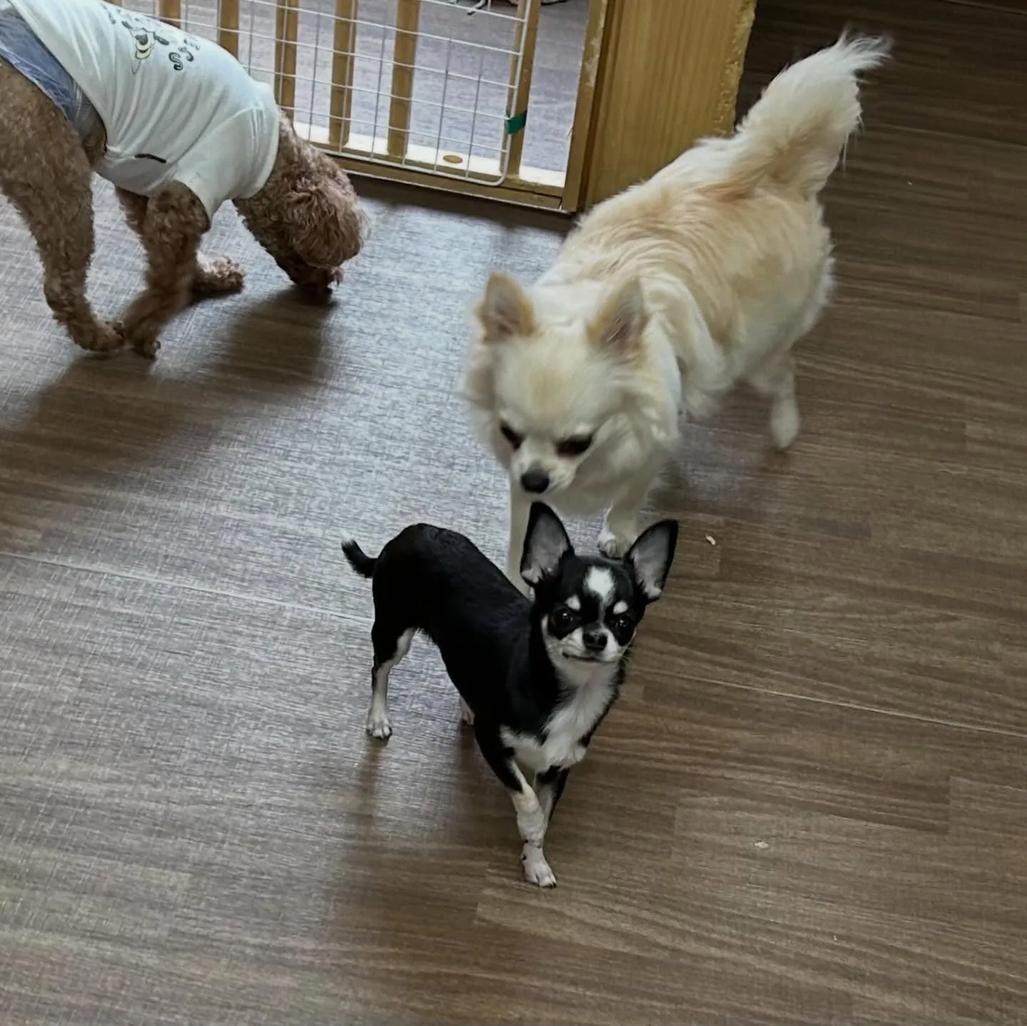 入会してくれたざらめちゃんです❣️