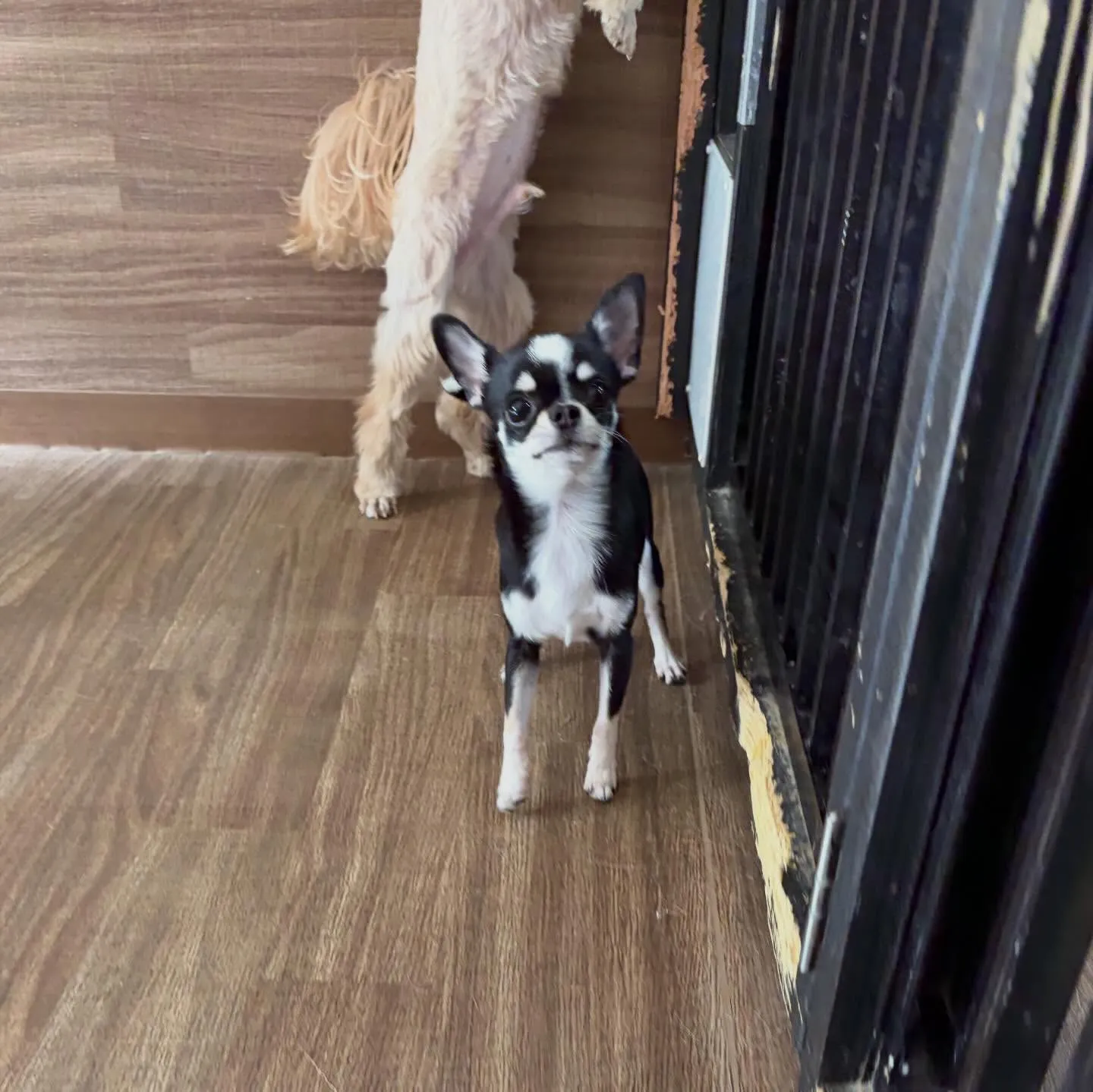 入会してくれたざらめちゃんです❣️