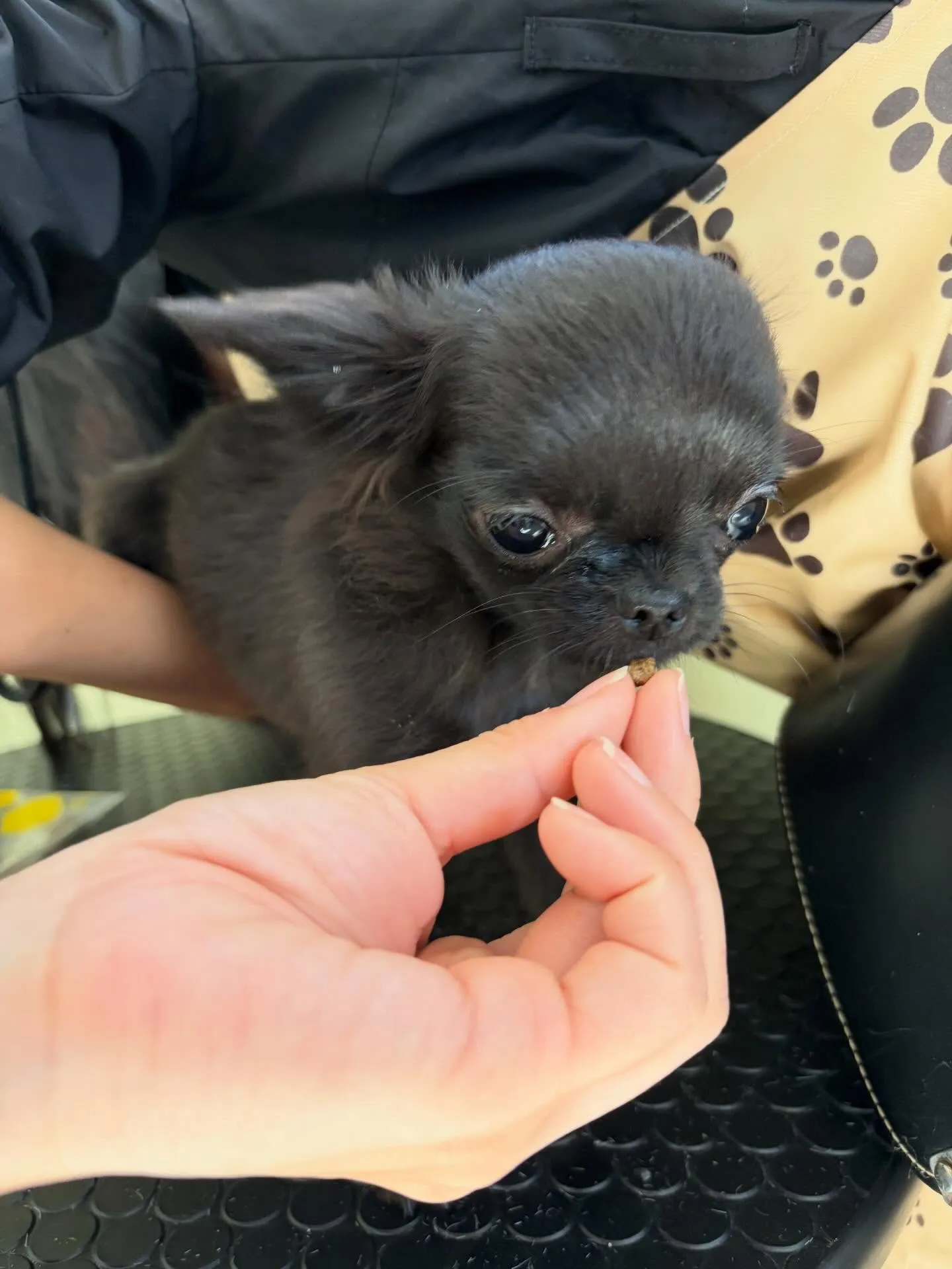 トリミングのセットメニューをご利用いただいたわんこたちです😊