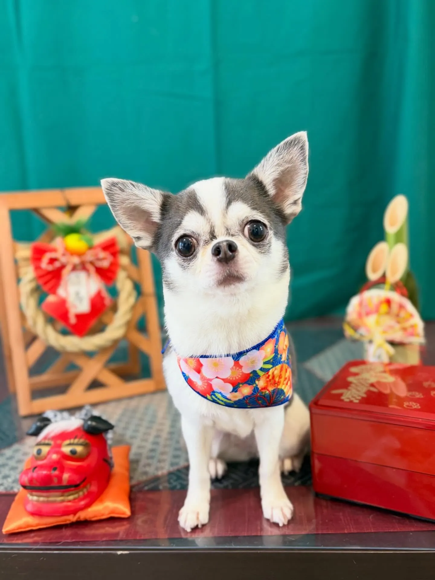 トリミングのセットメニューをご利用いただいたわんこたちです😊