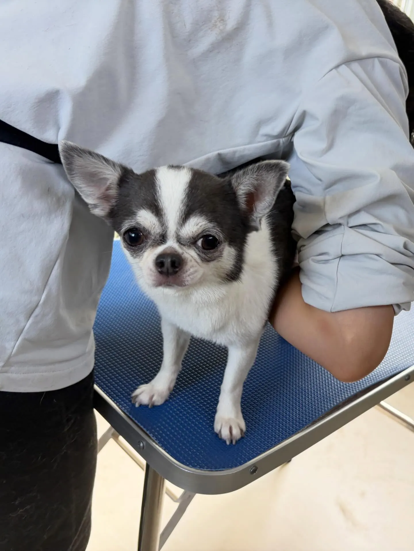 トリミングのセットメニューをご利用いただいたわんこたちです😊