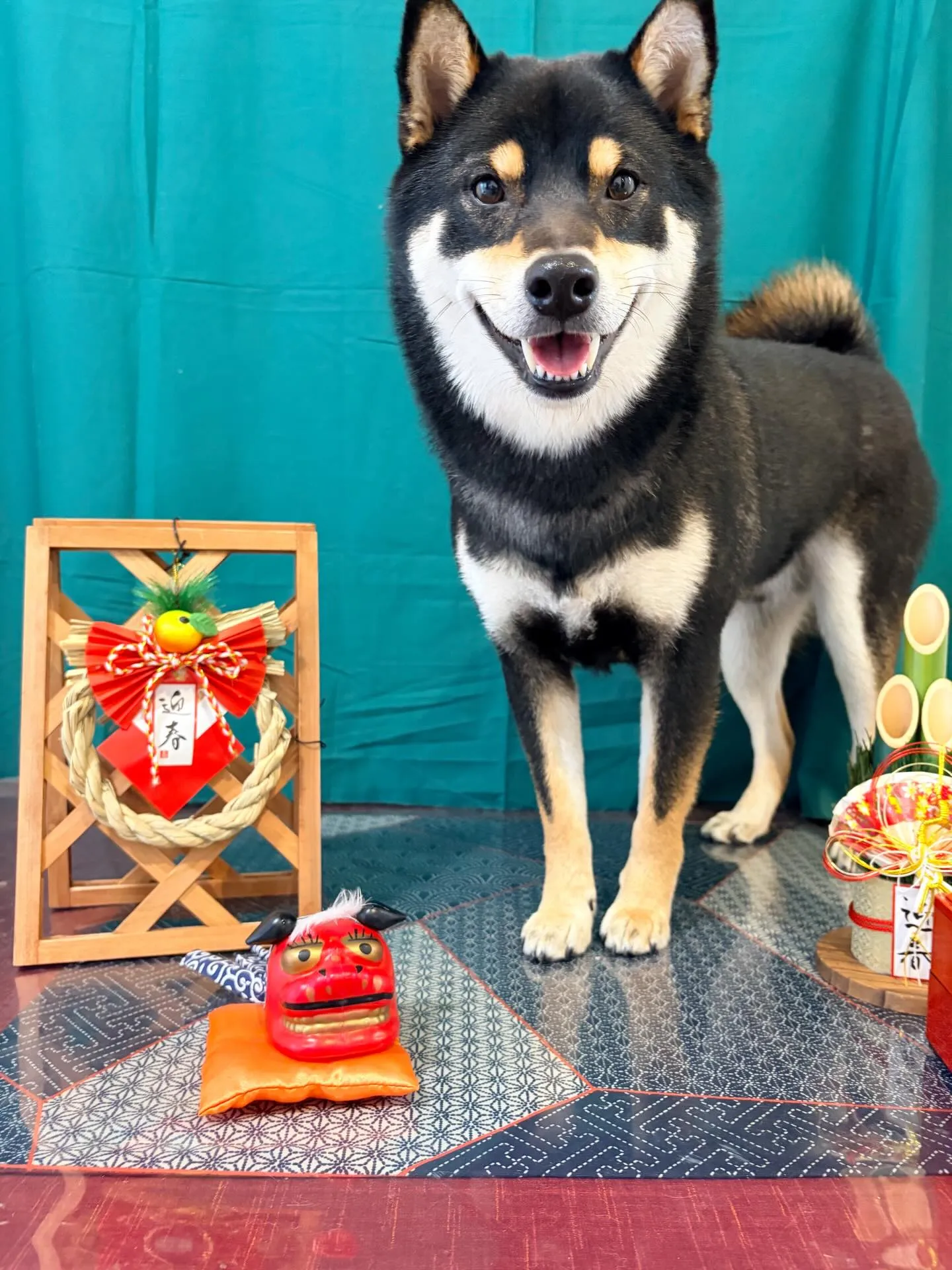 トリミングのセットメニューをご利用いただいたわんこたちです😊