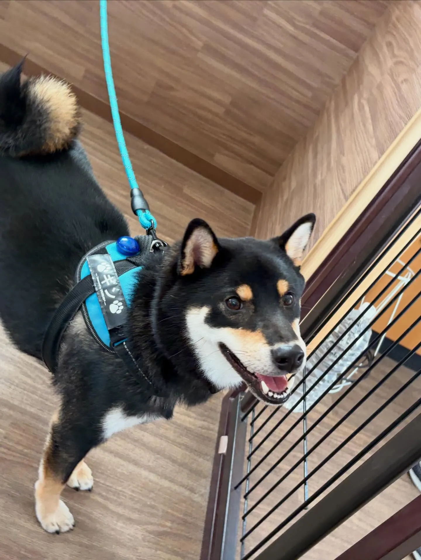 トリミングのセットメニューをご利用いただいたわんこたちです😊