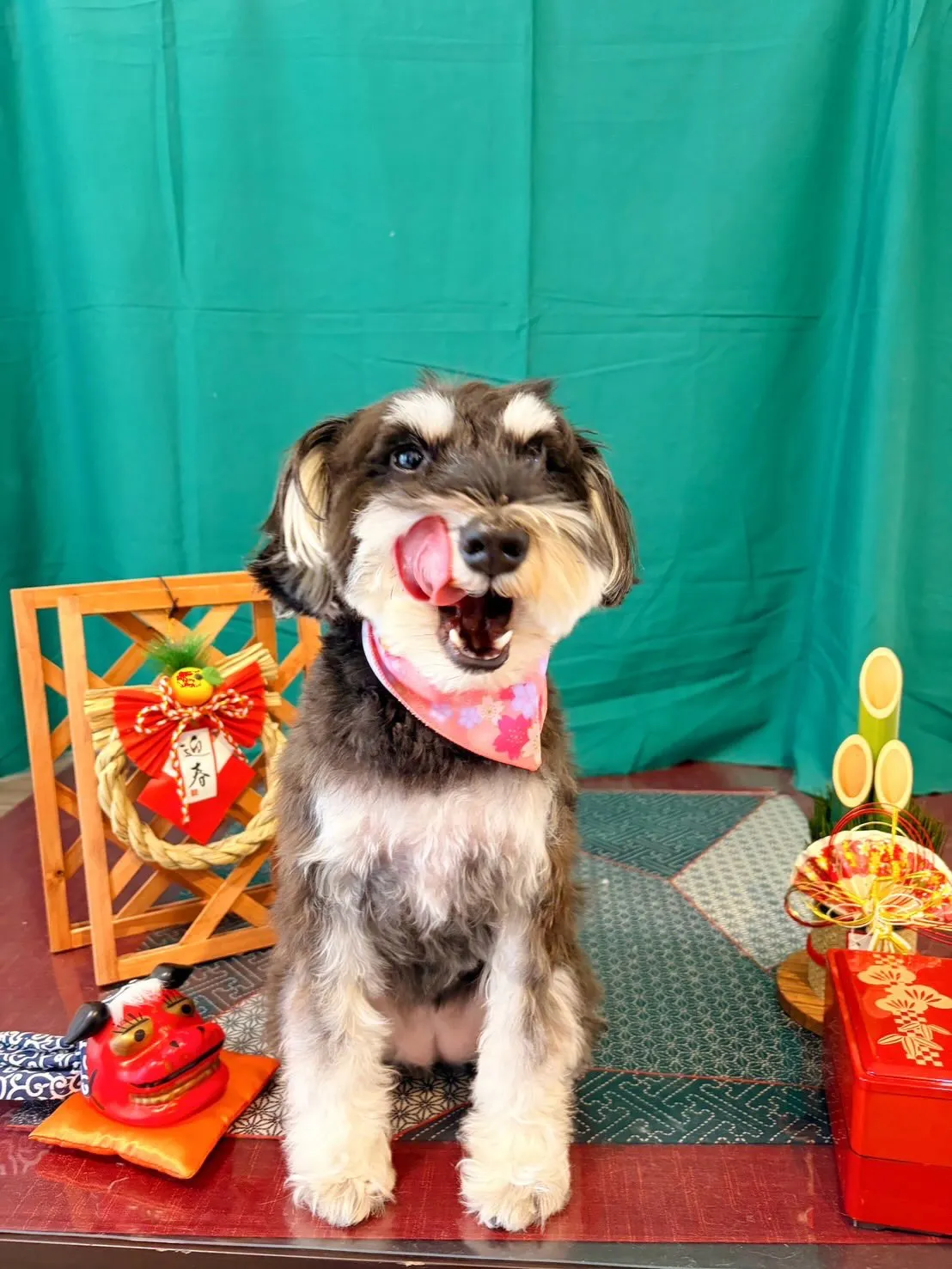 トリミングのセットメニューをご利用いただいたわんこたちです😊