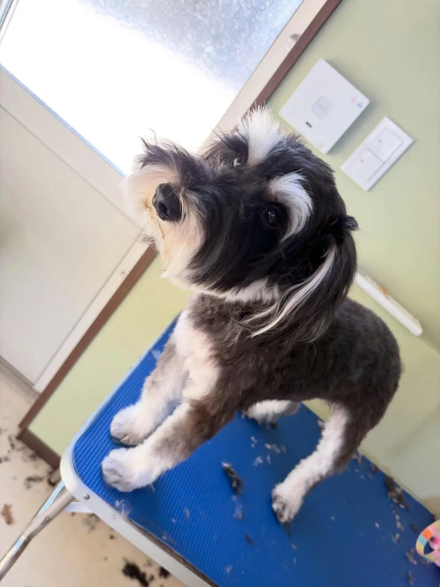 トリミングのセットメニューをご利用いただいたわんこたちです😊