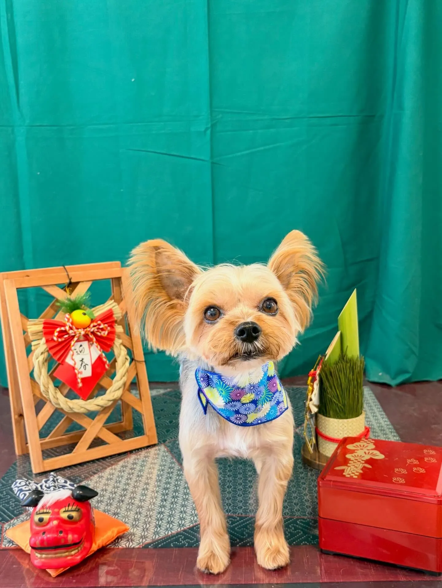 トリミングのセットメニューをご利用いただいたわんこたちです😊