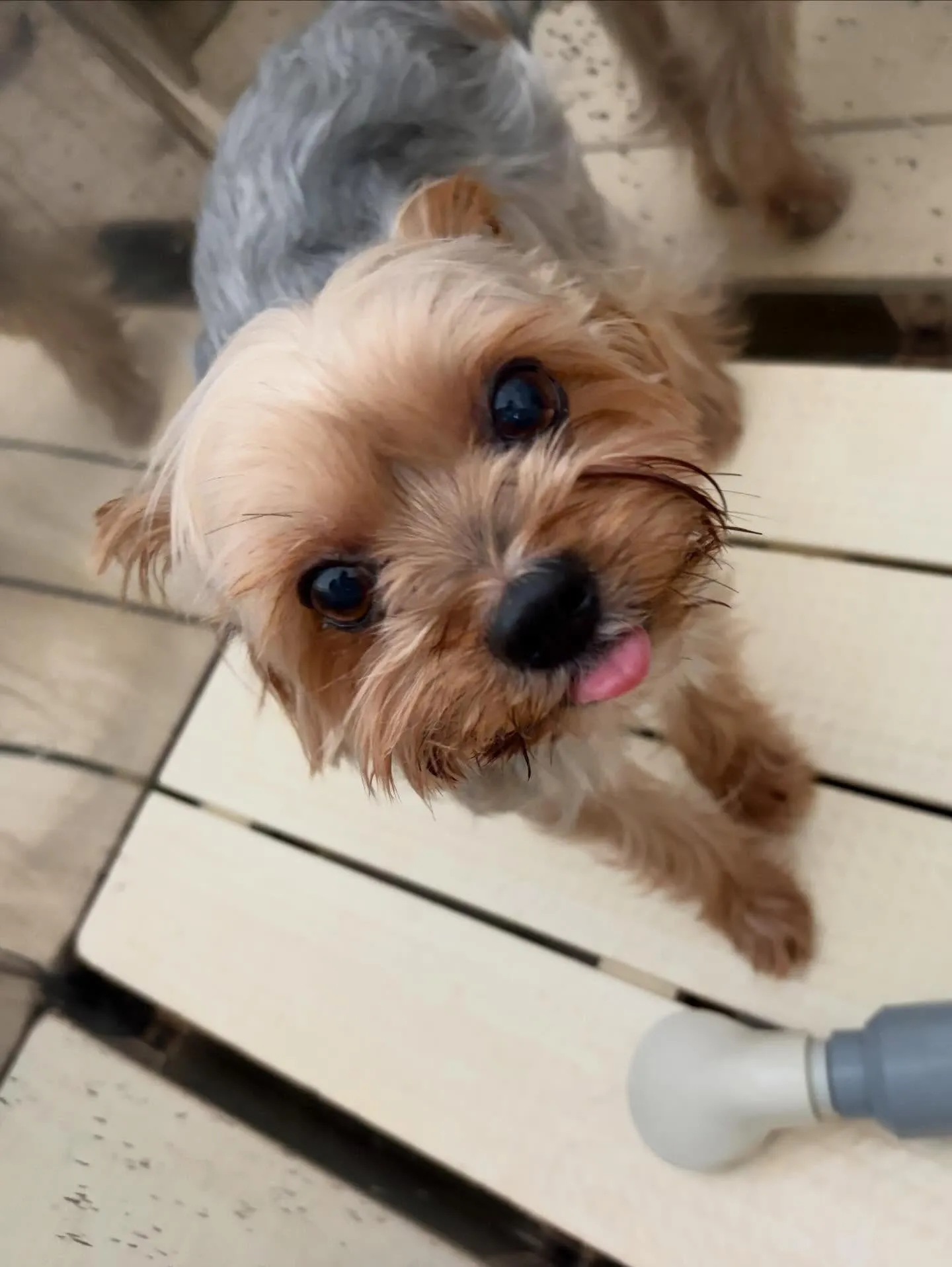 トリミングのセットメニューをご利用いただいたわんこたちです😊