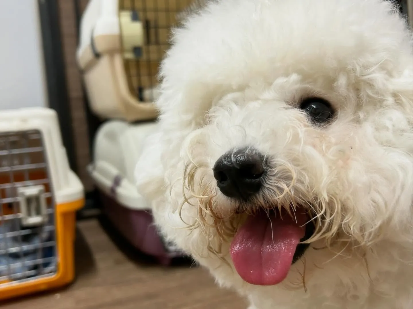 今日(と多分明日)は店舗目の前の信号の工事の関係で、