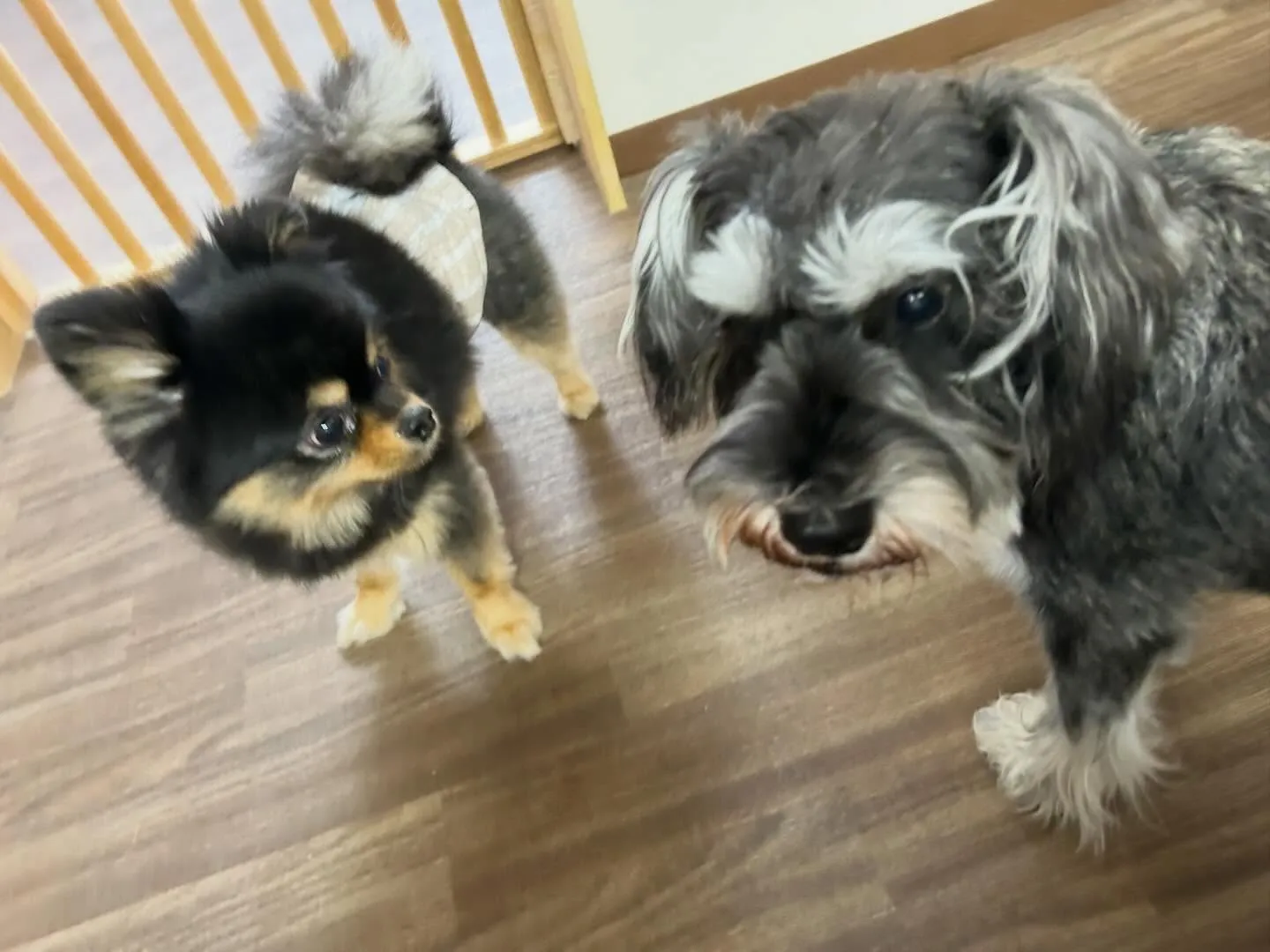 今日(と多分明日)は店舗目の前の信号の工事の関係で、