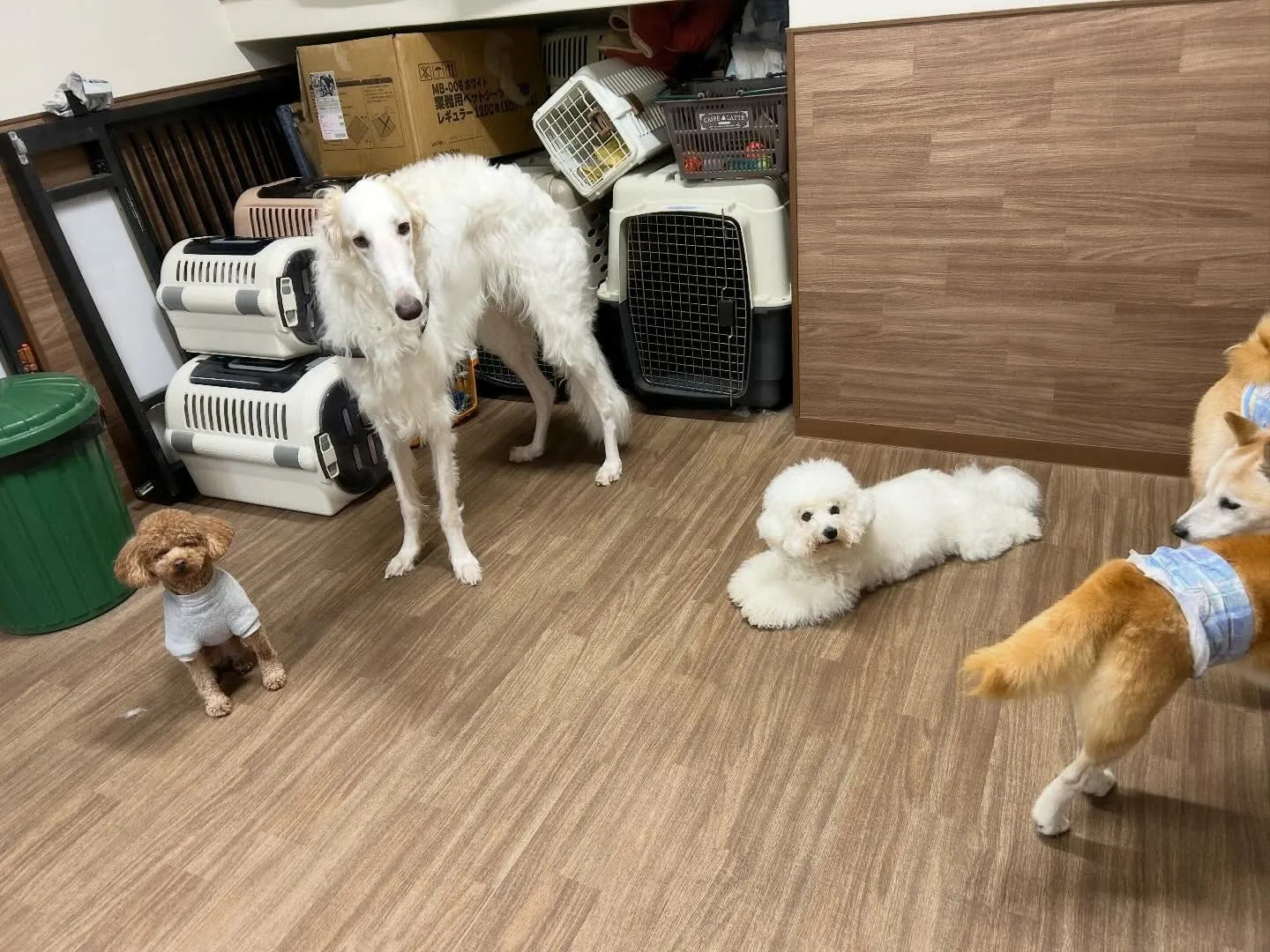 今日(と多分明日)は店舗目の前の信号の工事の関係で、