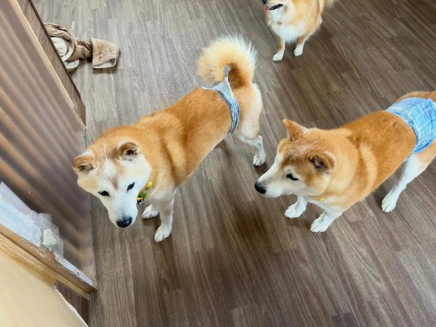 今日(と多分明日)は店舗目の前の信号の工事の関係で、