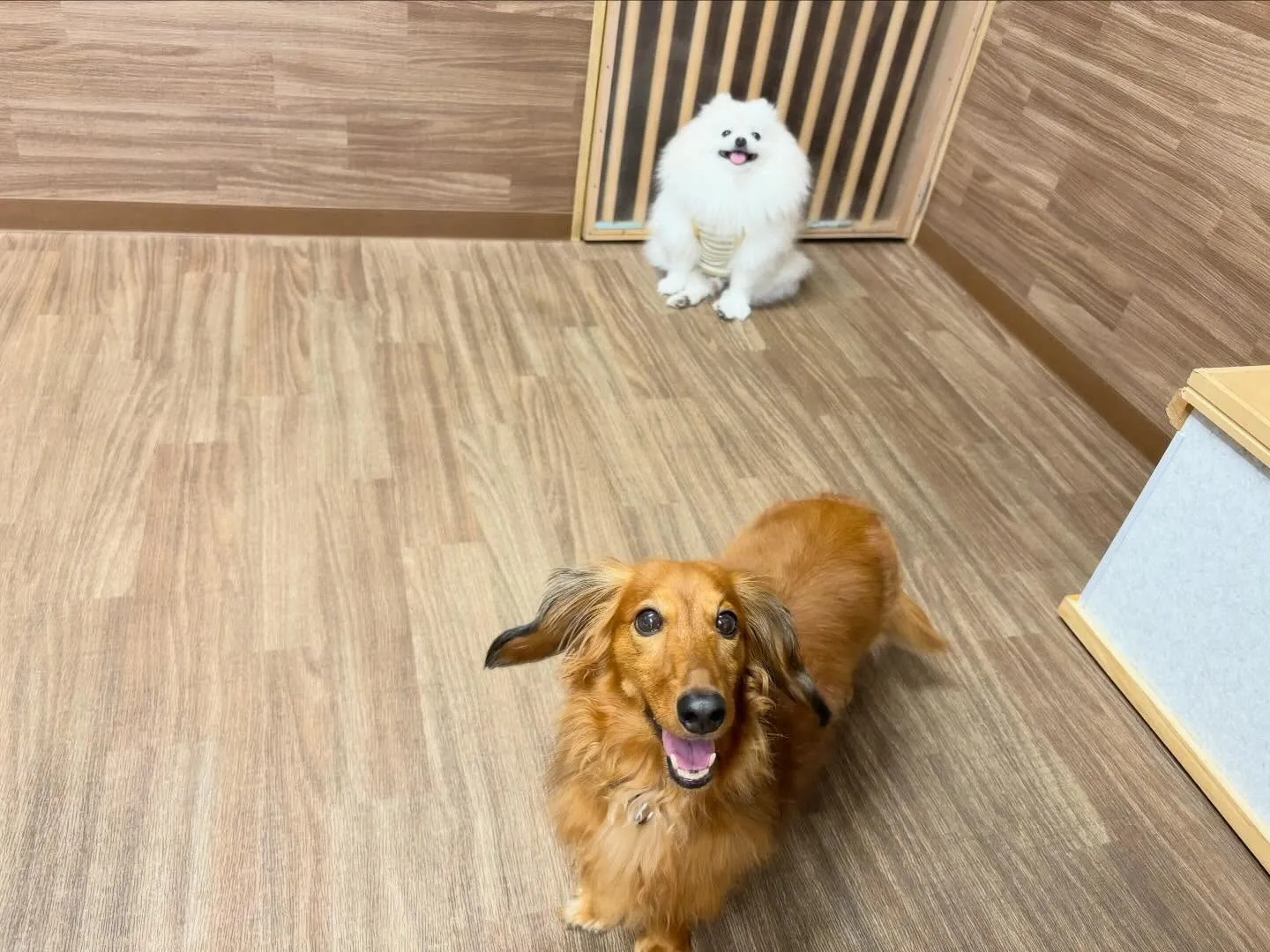 今日(と多分明日)は店舗目の前の信号の工事の関係で、