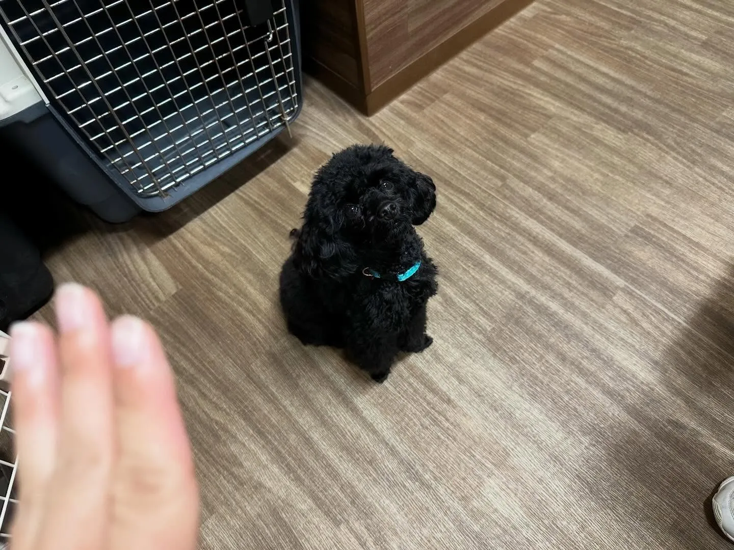 今日(と多分明日)は店舗目の前の信号の工事の関係で、