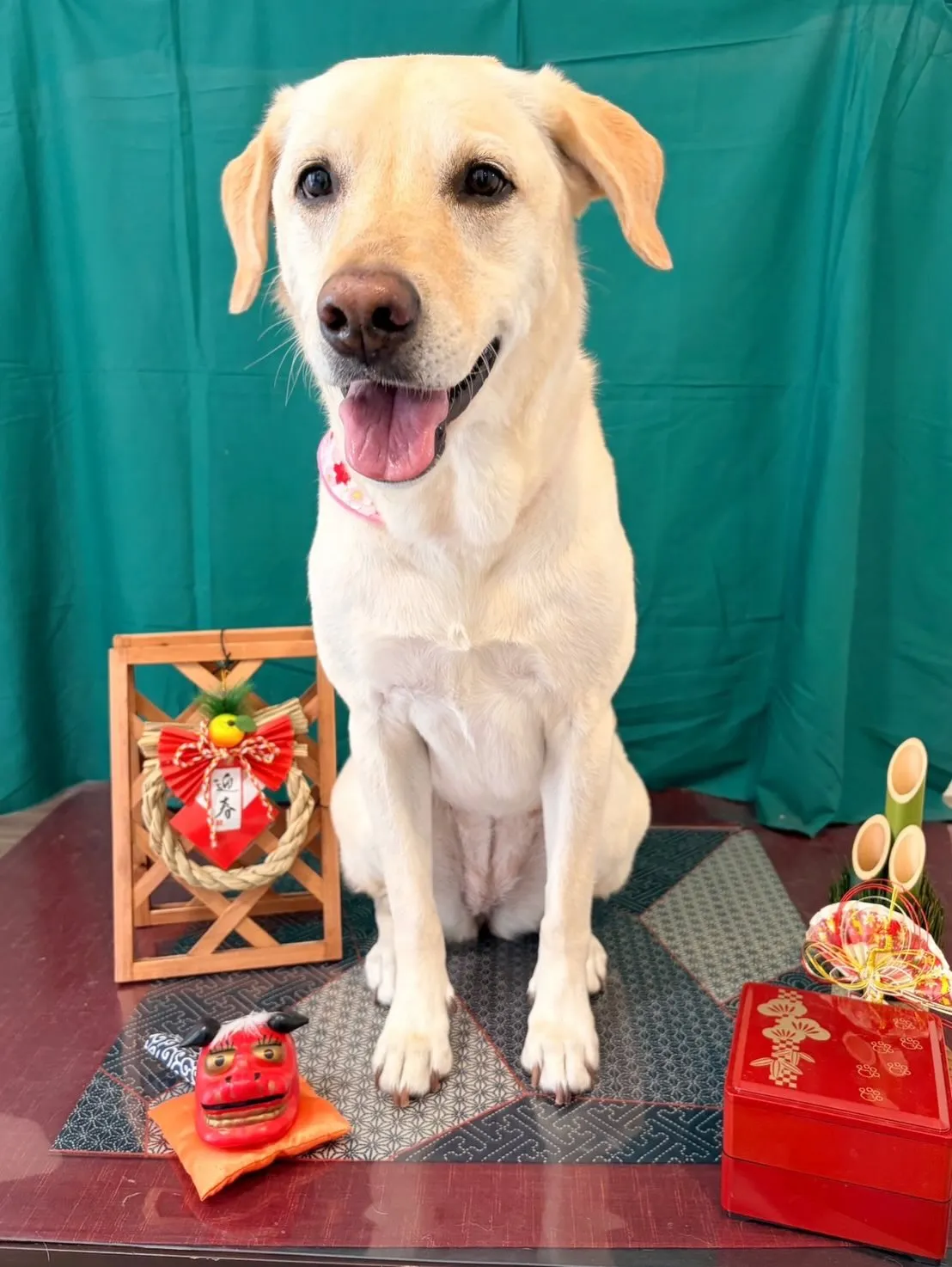 トリミングのセットメニューをご利用頂いたわんこたちです🐶