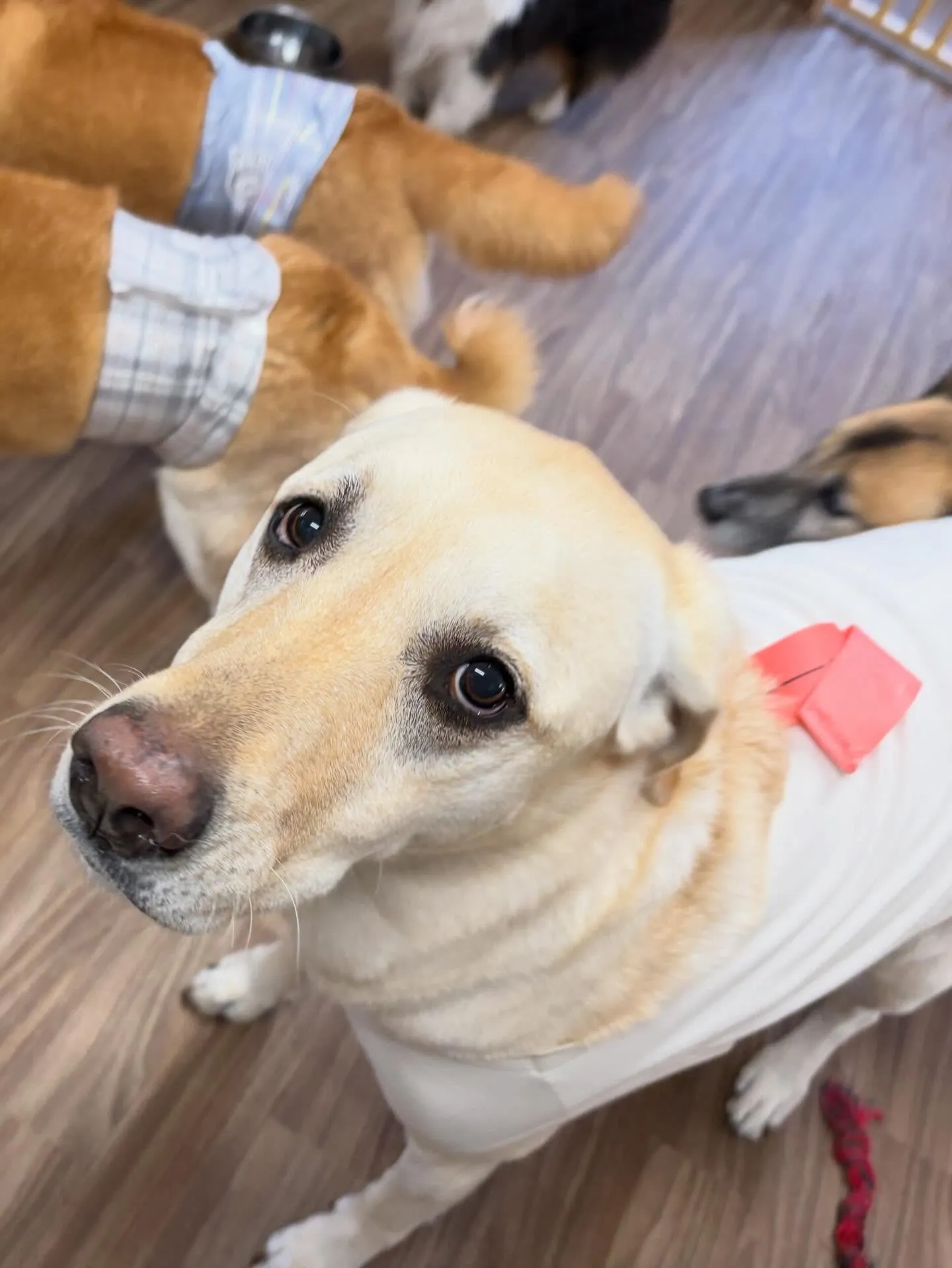 トリミングのセットメニューをご利用頂いたわんこたちです🐶