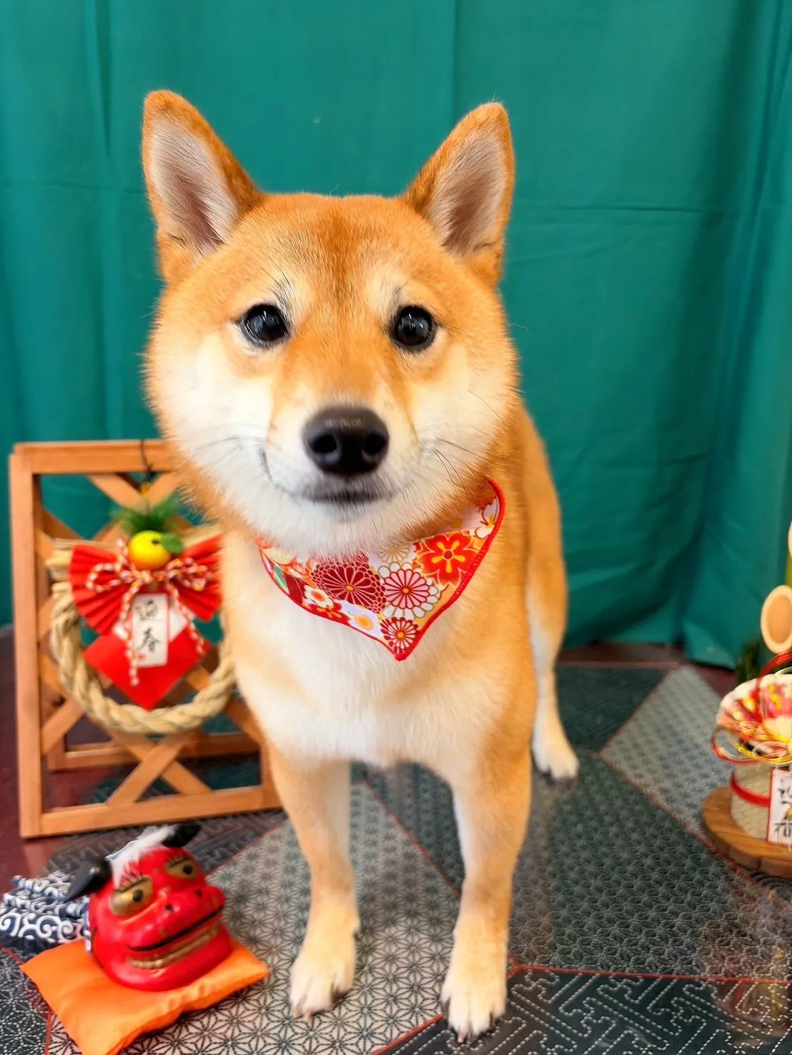 トリミングのセットメニューをご利用頂いたわんこたちです🐶