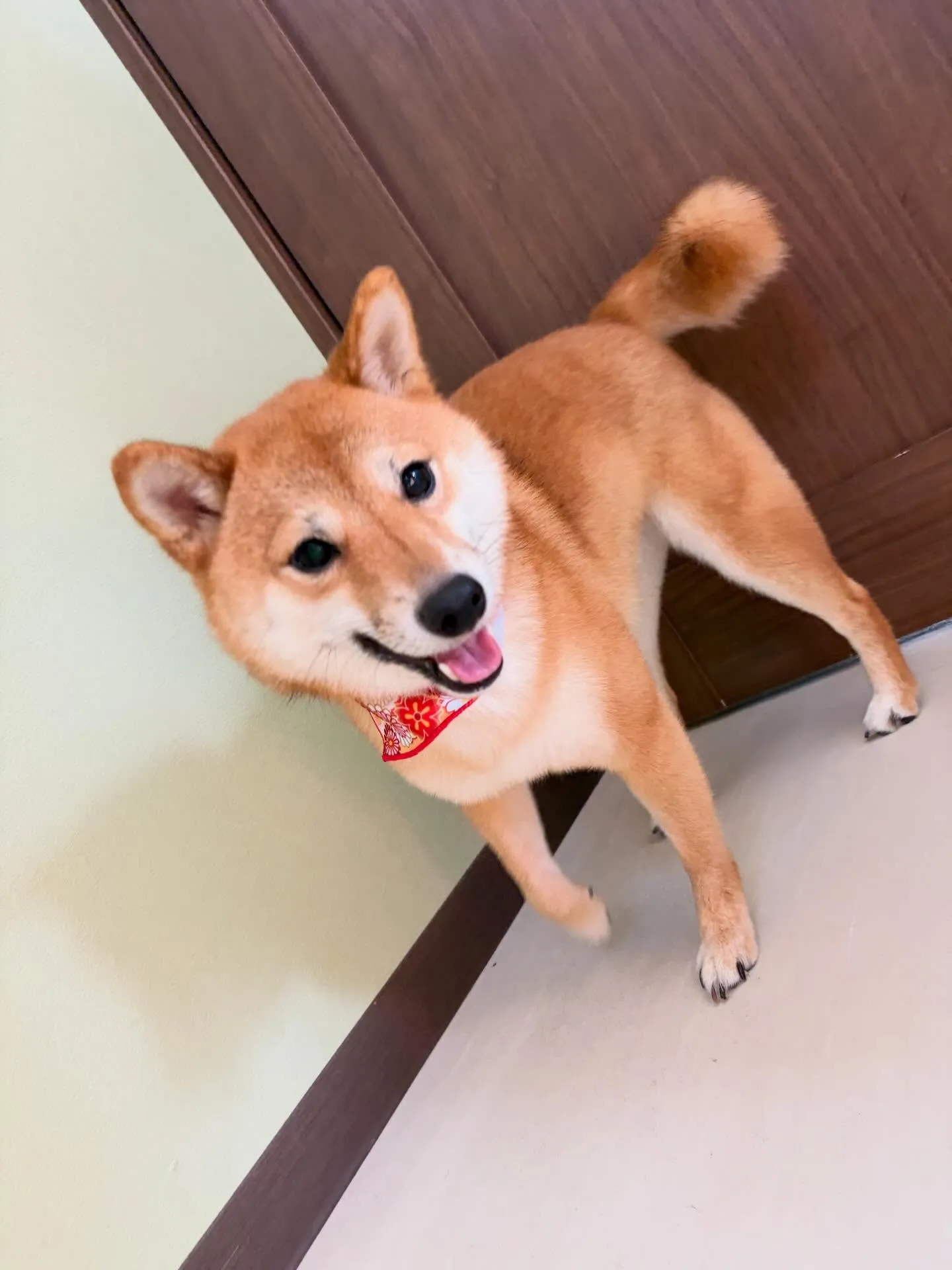 トリミングのセットメニューをご利用頂いたわんこたちです🐶