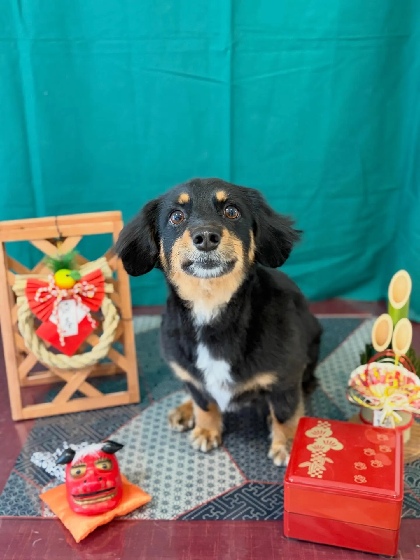 トリミングのセットメニューをご利用頂いたわんこたちです🐶